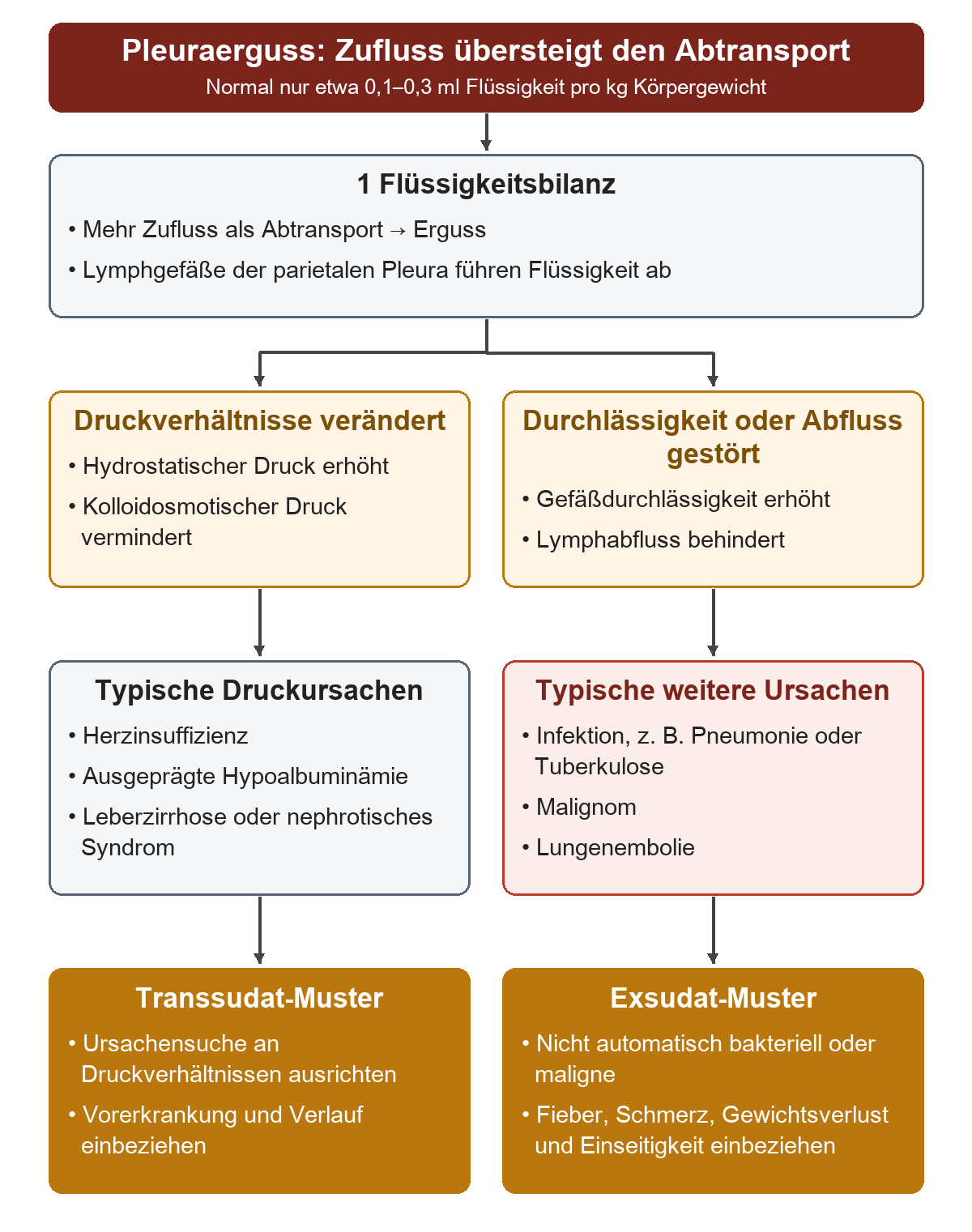Ausgehend von der Flüssigkeitsbilanz stehen zwei Mechanismen gegenüber: veränderte Druckverhältnisse mit kardialen oder Eiweißmangelursachen sowie erhöhte Durchlässigkeit oder gestörter Lymphabfluss bei Infektion, Malignom oder Embolie; beide führen zu einer vorläufigen Einordnung.