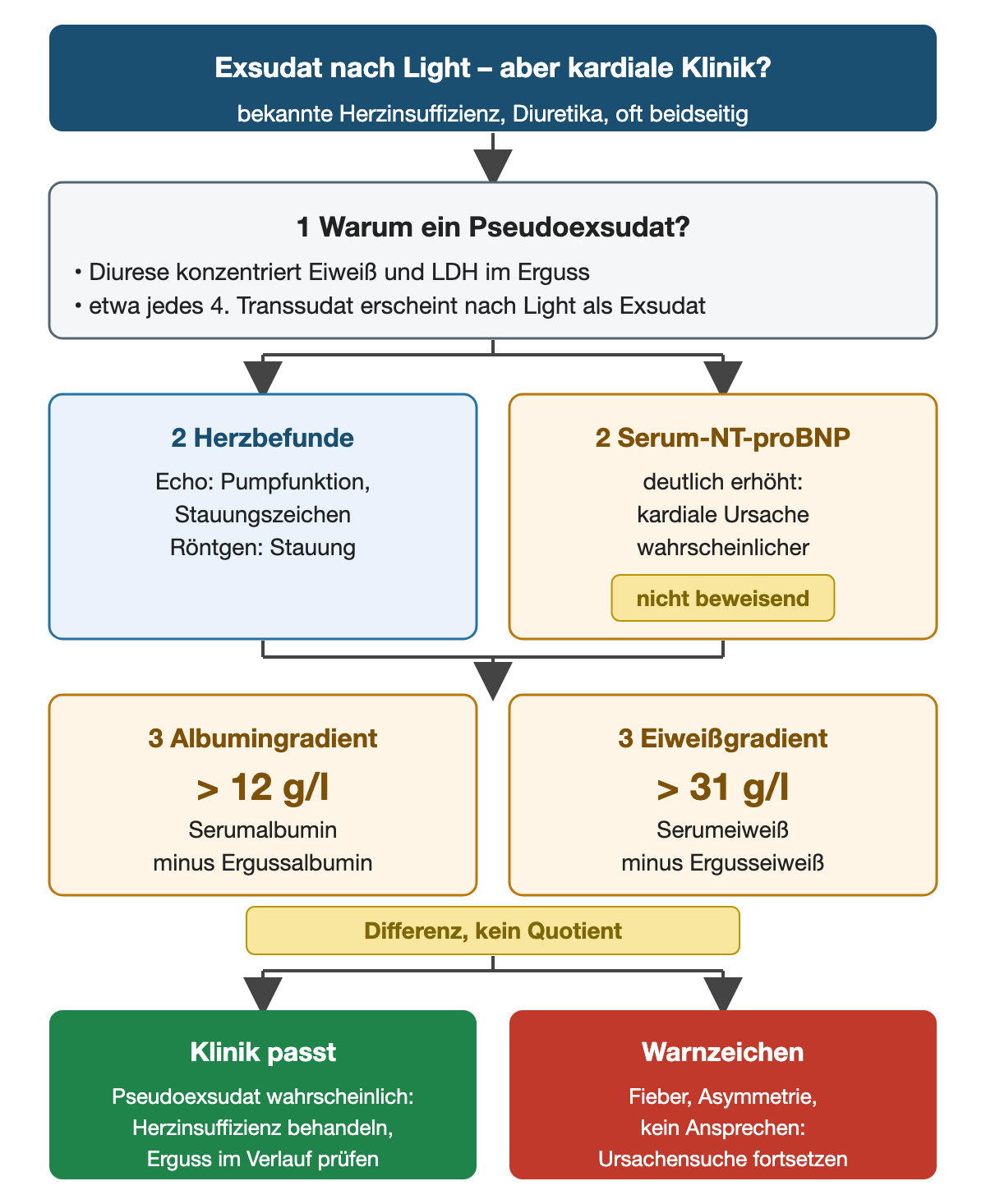 Entscheidungsdiagramm bei Exsudat nach Light und kardialer Klinik: 1 Warum ein Pseudoexsudat (Diurese konzentriert Eiweiß und LDH; etwa jedes vierte Transsudat erscheint nach Light als Exsudat); 2 Herzbefunde in Echo und Röntgen sowie Serum-NT-proBNP, deutlich erhöht spricht für eine kardiale Ursache, ist aber nicht beweisend; 3 Albumingradient > 12 g/l und Eiweißgradient > 31 g/l, jeweils als Differenz Serum minus Erguss. Ergebnis: passt die Klinik, ist ein Pseudoexsudat wahrscheinlich und die Herzinsuffizienz wird behandelt; bei Fieber, Asymmetrie oder fehlendem Ansprechen wird die Ursachensuche fortgesetzt.