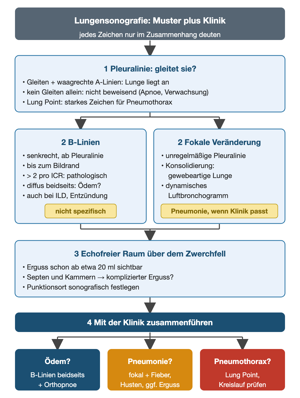 Lungensonografie in vier Schritten: 1 Gleitet die Pleuralinie? Fehlendes Gleiten allein beweist nichts, ein Lung Point ist ein starkes Pneumothoraxzeichen. 2 Zwei Wege: B-Linien (mehr als zwei pro Interkostalraum pathologisch, diffus beidseits passend zu Ödem, nicht spezifisch) und fokale Veränderung (unregelmäßige Pleuralinie, Konsolidierung, dynamisches Luftbronchogramm). 3 Echofreier Raum über dem Zwerchfell: Erguss ab etwa 20 ml, Septen. 4 Mit der Klinik zusammenführen: Ödem, Pneumonie oder Pneumothorax.