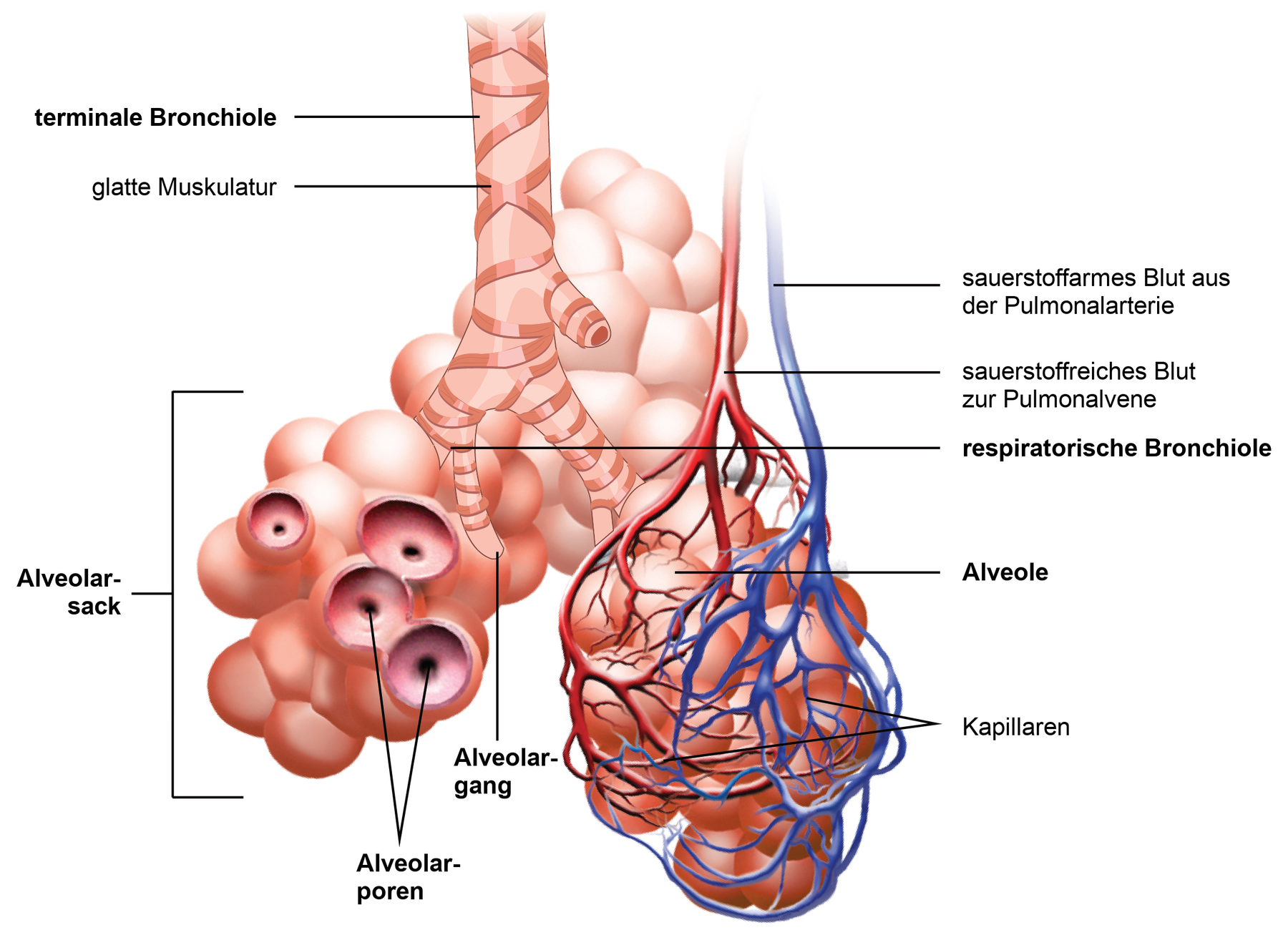 Zeichnung der respiratorischen Zone mit terminaler und respiratorischer Bronchiole, Alveolargang, Alveolarsack und Alveolen, die von Ästen der Pulmonalarterie und Pulmonalvene als Kapillarnetz umgeben sind