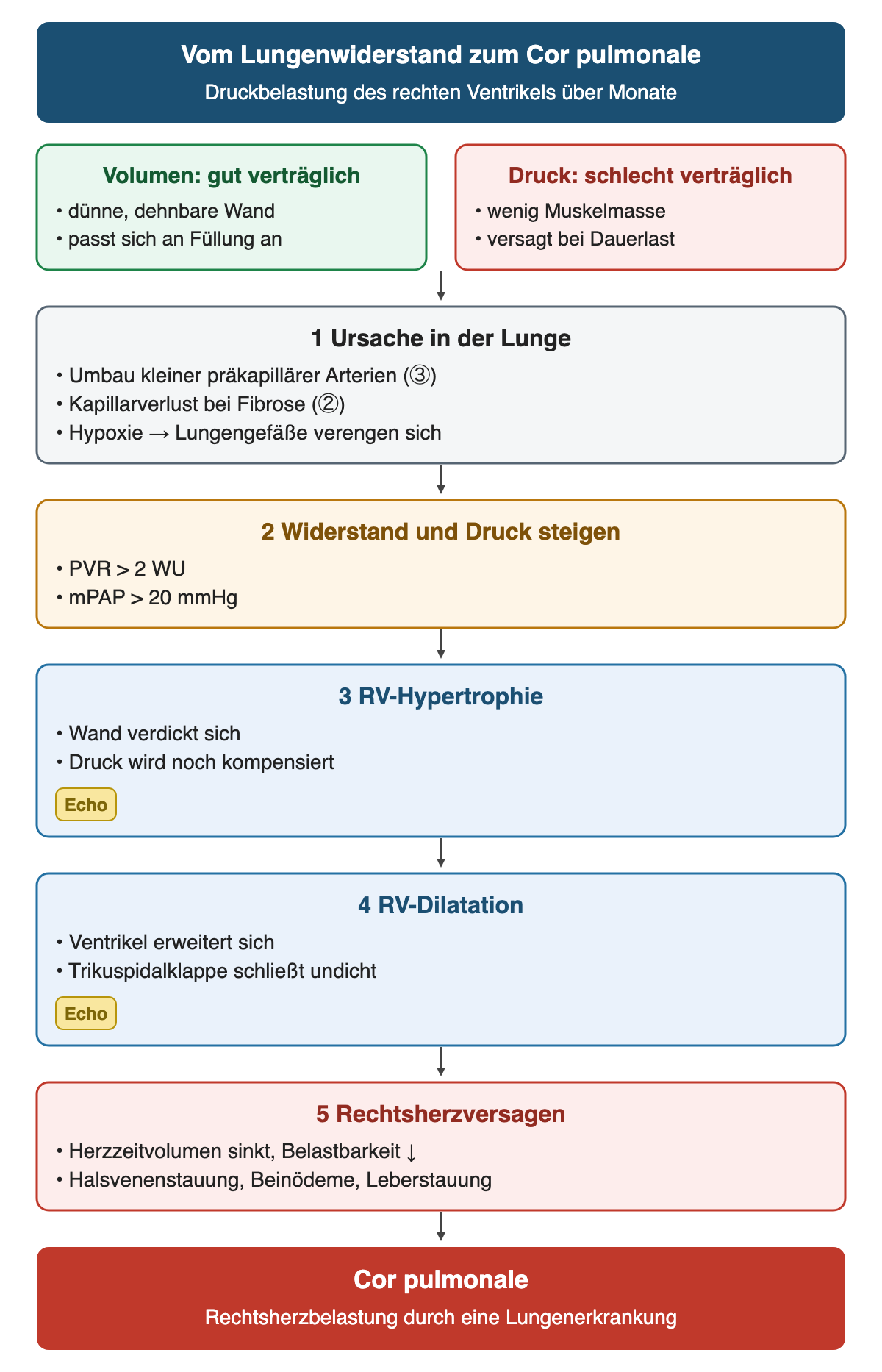 Ablauf in fünf nummerierten Schritten von der Ursache in der Lunge über steigenden Widerstand, Hypertrophie und Dilatation des rechten Ventrikels bis zum Rechtsherzversagen; oben ein Vergleich, dass der rechte Ventrikel Volumen gut und Druck schlecht verträgt; unten das Ergebnis Cor pulmonale