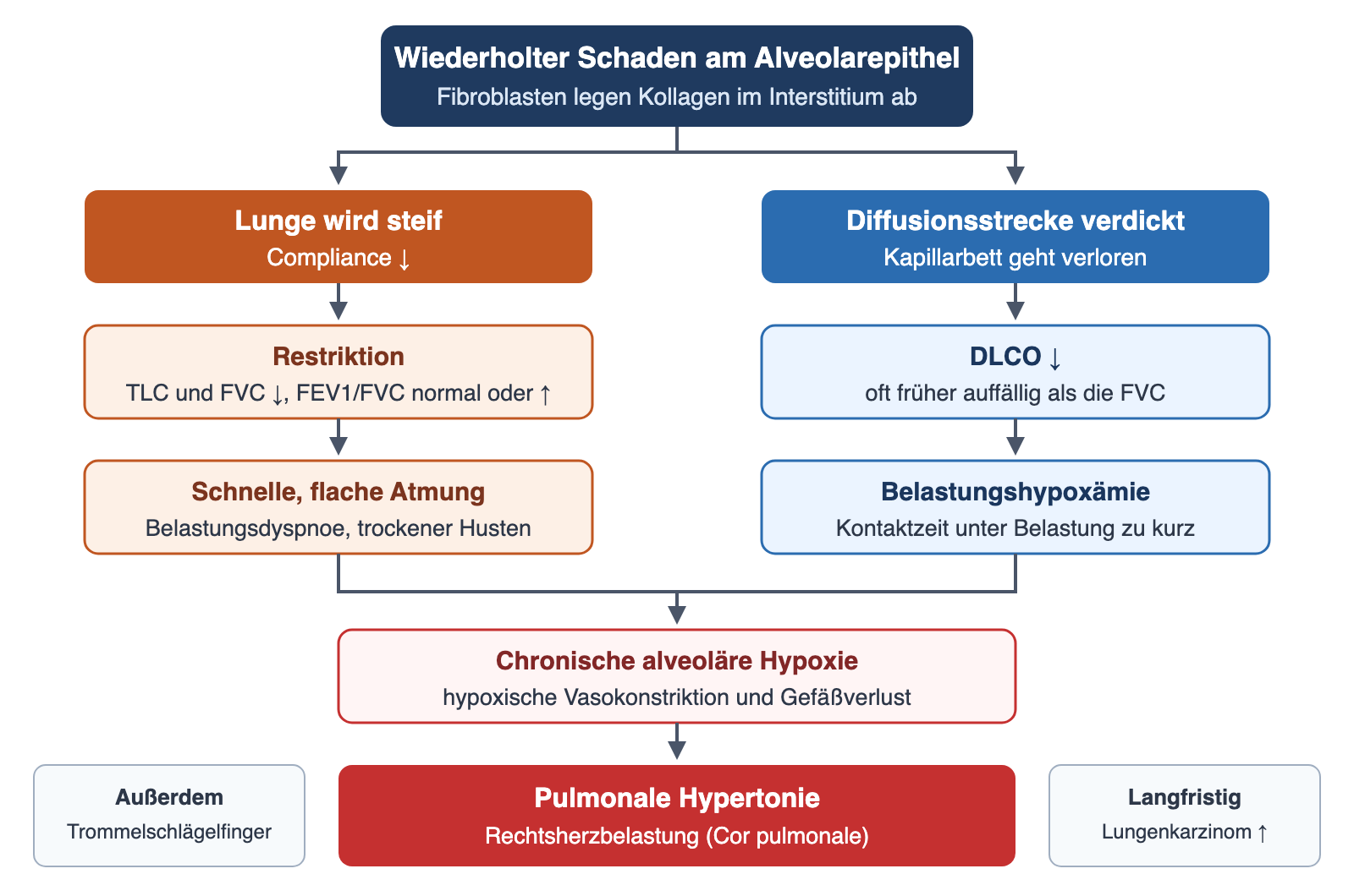 Flussdiagramm: Alveolarepithelschaden führt einerseits über steife Lunge zu Restriktion und flacher Atmung, andererseits über verdickte Diffusionsstrecke zu DLCO-Abfall und Belastungshypoxämie; beide münden in chronische Hypoxie und pulmonale Hypertonie.