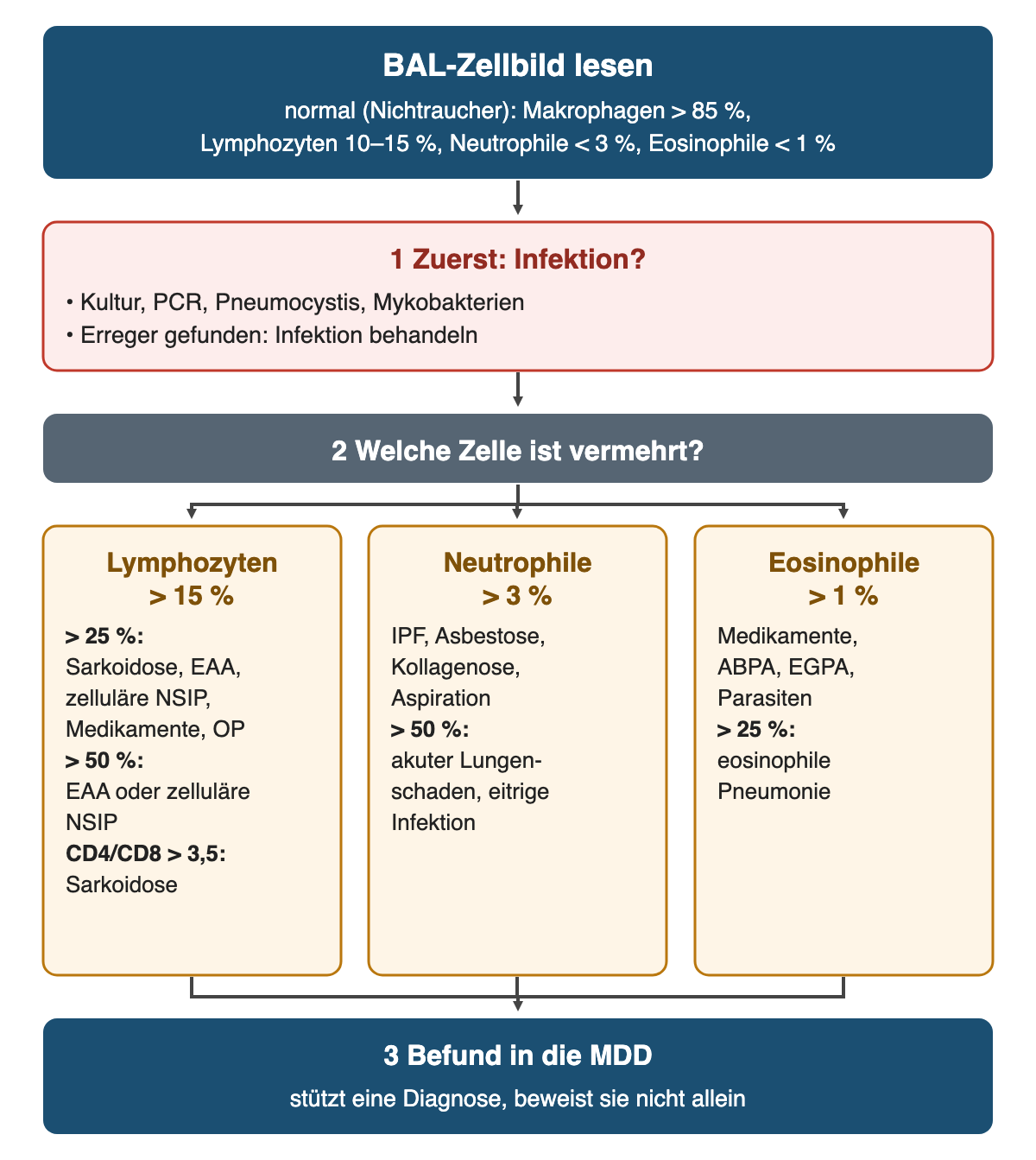 Algorithmus zum BAL-Zellbild: oben Normalwerte, dann zuerst Infektion ausschließen, dann drei Spalten für Lymphozyten über 15 Prozent, Neutrophile über 3 Prozent und Eosinophile über 1 Prozent mit typischen Erkrankungen und höheren Schwellen; unten Übergabe des Befunds an die MDD.