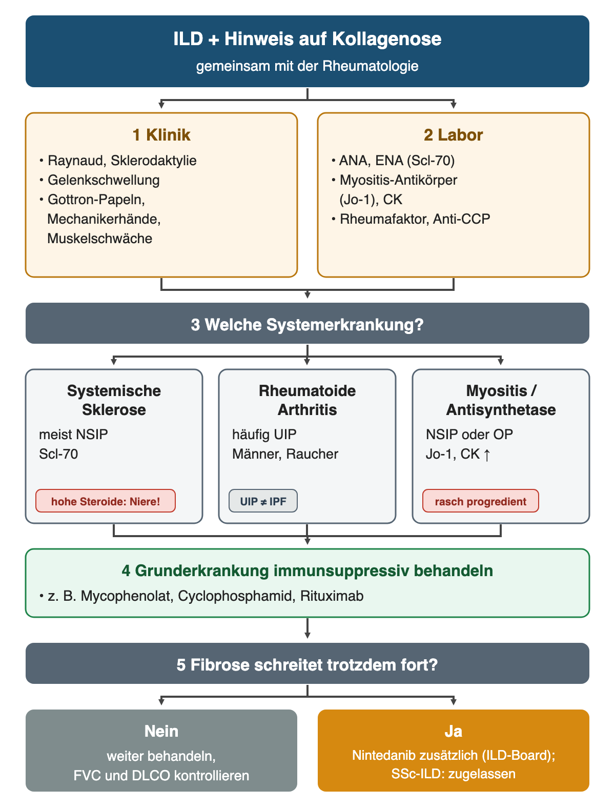 Algorithmus bei ILD mit Hinweis auf Kollagenose: 1 Klinik und 2 Labor nebeneinander, 3 Zuordnung zu systemischer Sklerose, rheumatoider Arthritis oder Myositis/Antisynthetase-Syndrom mit typischem Muster und Warnhinweis, 4 immunsuppressive Behandlung der Grunderkrankung, 5 bei fortschreitender Fibrose zusätzlich Nintedanib im ILD-Board.
