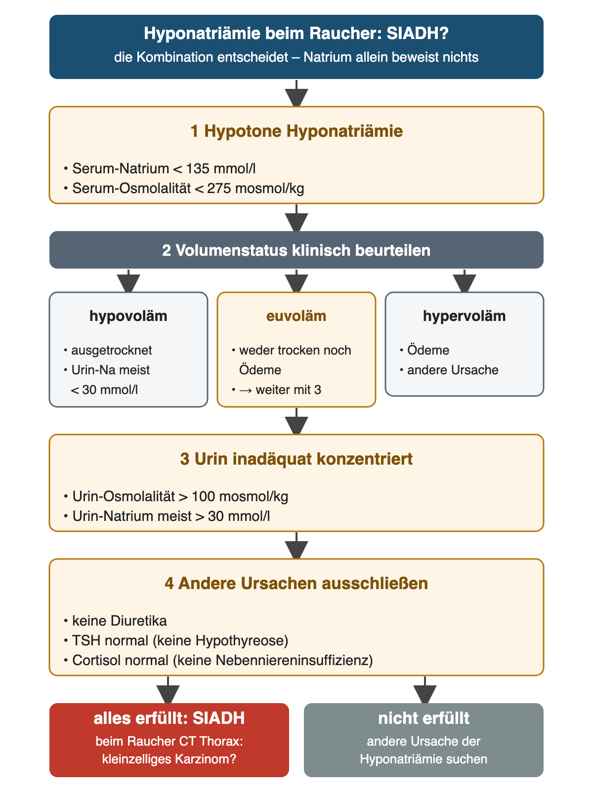 Ablauf in vier Schritten: hypotone Hyponatriämie mit Grenzwerten, klinischer Volumenstatus mit den Zweigen hypovoläm, euvoläm und hypervoläm, inadäquat konzentrierter Urin mit Grenzwerten, Ausschluss von Diuretika, Hypothyreose und Nebenniereninsuffizienz; unten SIADH mit CT Thorax beim Raucher oder Suche nach anderer Ursache