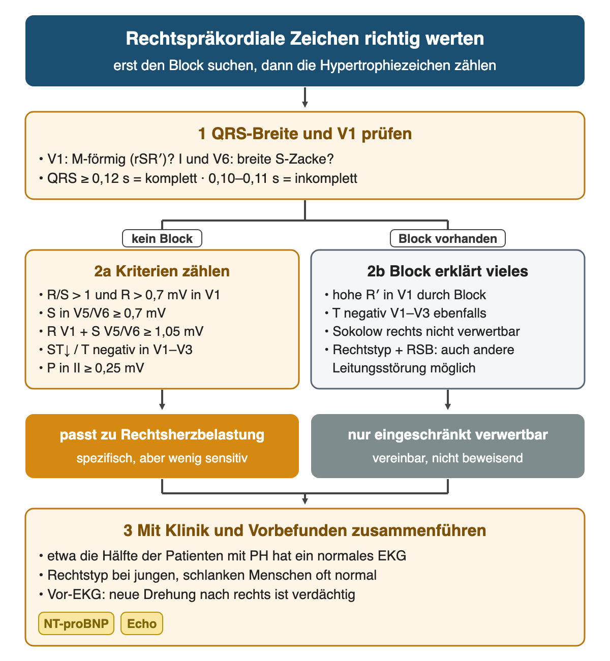 Algorithmus in drei Schritten: 1 QRS-Breite und V1 prüfen mit den Grenzen 0,12 s komplett und 0,10 bis 0,11 s inkomplett; Verzweigung kein Block mit 2a Kriterien zählen (R/S über 1, S in V5/V6, Sokolow rechts, T negativ, P dextroatriale) und Block vorhanden mit 2b Block erklärt vieles; Ergebnisse passt zu Rechtsherzbelastung oder nur eingeschränkt verwertbar; 3 mit Klinik, NT-proBNP und Echo zusammenführen