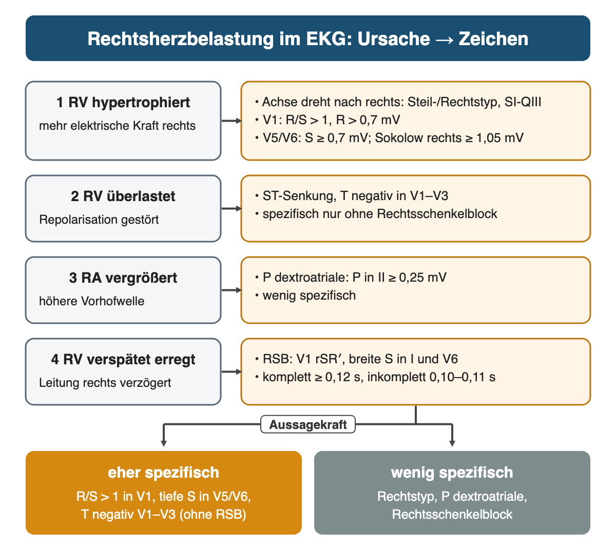 Vier Ursachen links mit Pfeilen zu EKG-Zeichen rechts: 1 RV hypertrophiert, Achse nach rechts, R/S über 1 in V1, S in V5/V6 ab 0,7 mV, Sokolow rechts ab 1,05 mV; 2 RV überlastet, ST-Senkung und negative T in V1 bis V3; 3 RA vergrößert, P in II ab 0,25 mV; 4 RV verspätet erregt, Rechtsschenkelblock ab 0,12 s komplett; unten eher spezifische und wenig spezifische Zeichen