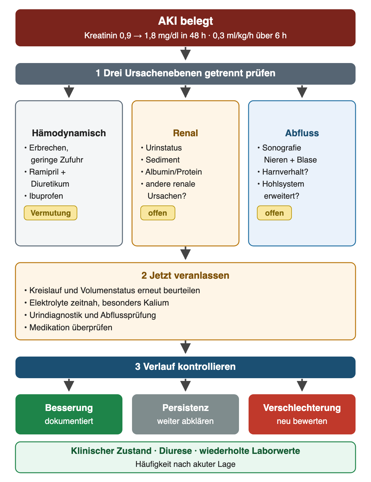 Von der belegten AKI aus werden drei Ursachenebenen getrennt geprüft: hämodynamisch als Vermutung (Erbrechen, geringe Zufuhr, Ramipril, Diuretikum, Ibuprofen), renal und Abfluss als noch offen. Daraus folgen Kreislauf- und Volumenbeurteilung, Kalium, Urindiagnostik, Abflussprüfung und Medikationsprüfung; der Verlauf zeigt Besserung, Persistenz oder Verschlechterung.