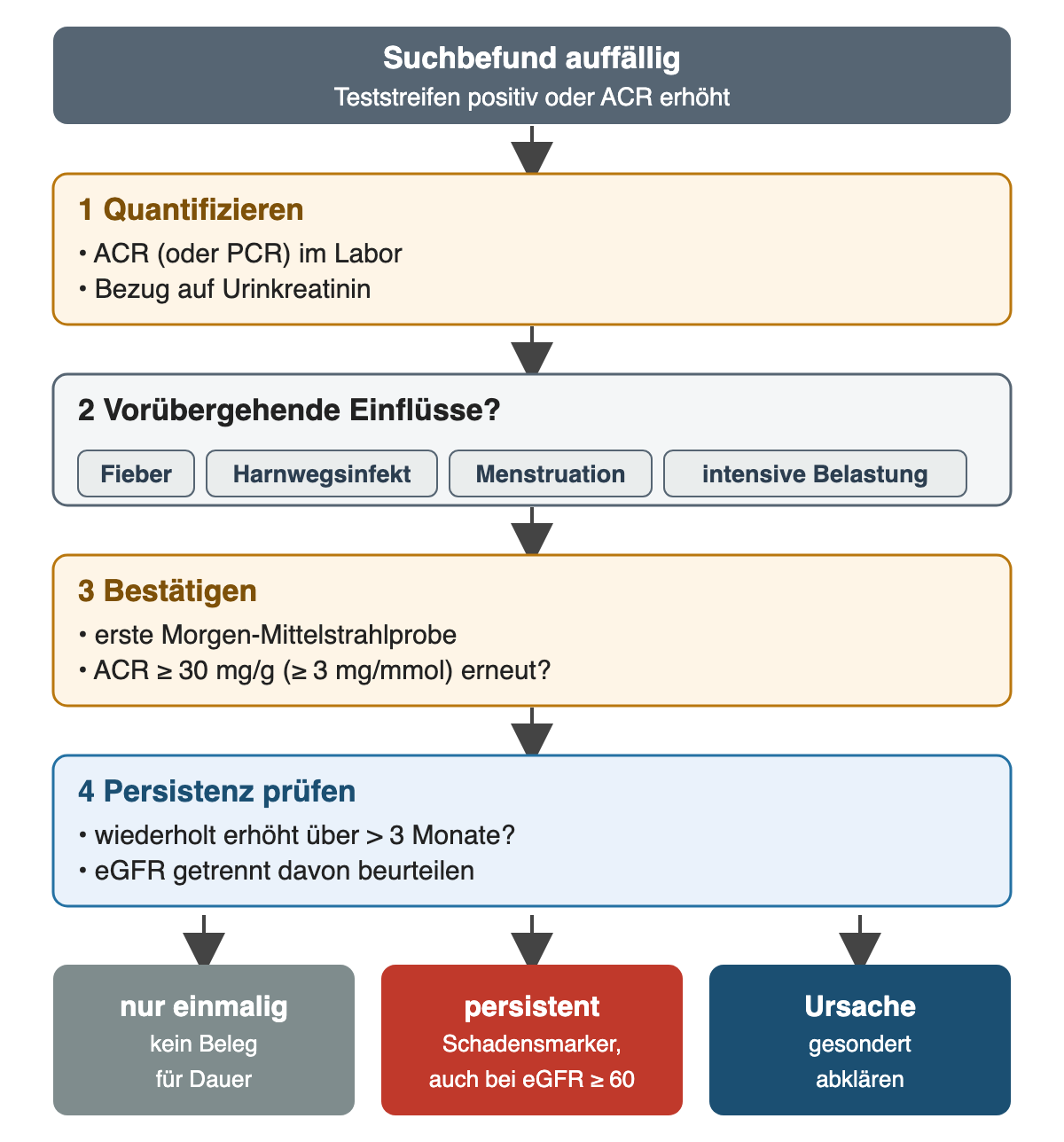 Ablauf nach auffälligem Suchbefund: 1 quantifizieren mit ACR oder PCR im Labor, 2 vorübergehende Einflüsse wie Fieber, Harnwegsinfekt, Menstruation und intensive Belastung prüfen, 3 mit erster Morgen-Mittelstrahlprobe bestätigen, ob die ACR erneut mindestens 30 mg/g beziehungsweise 3 mg/mmol beträgt, 4 Persistenz über mehr als 3 Monate prüfen und die eGFR getrennt beurteilen. Ergebnis: nur einmalig erhöht ist kein Beleg für Dauer, persistent erhöht ist ein Schadensmarker auch bei eGFR ab 60, die Ursache wird gesondert abgeklärt.