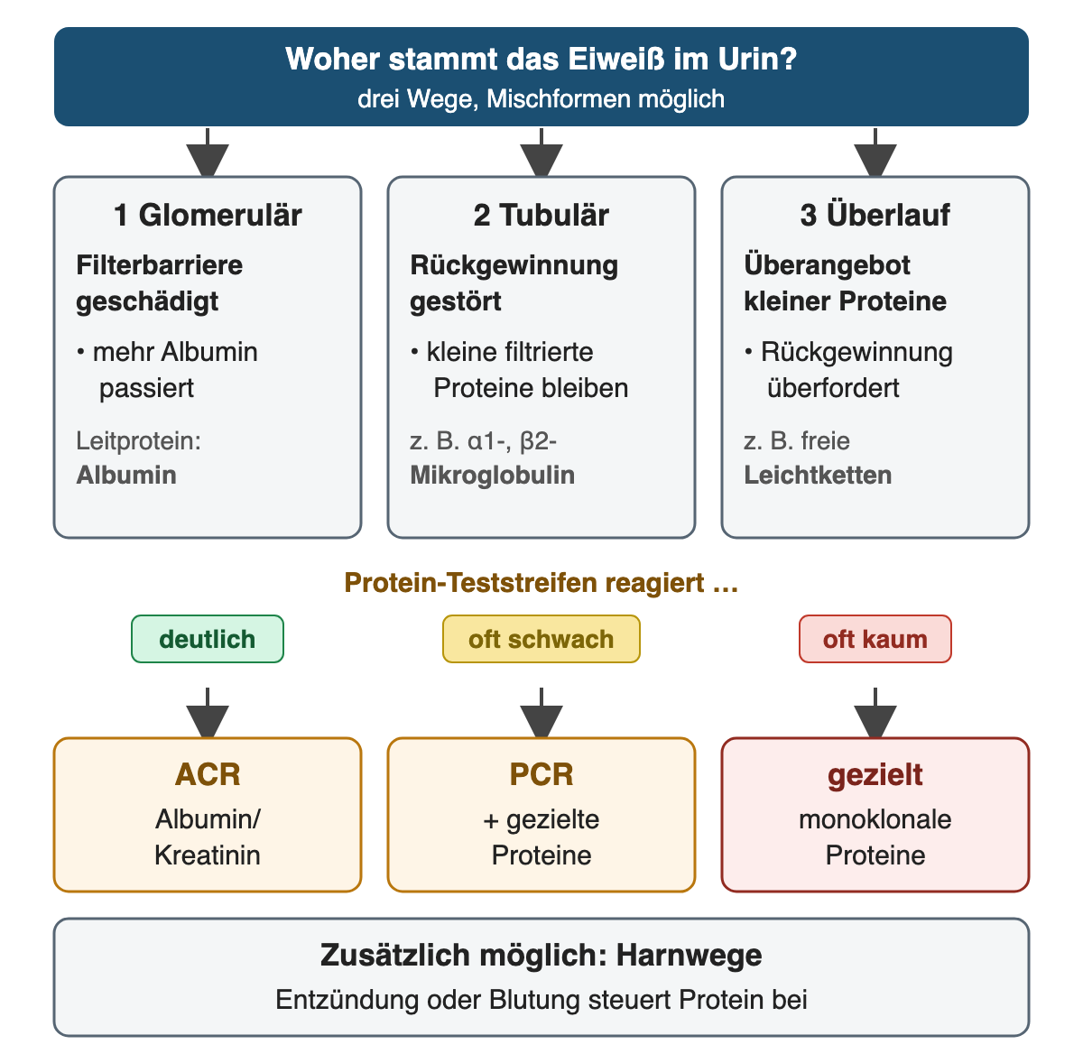 Drei Wege der Proteinurie nebeneinander: glomerulär mit geschädigter Filterbarriere und Albumin als Leitprotein, tubulär mit gestörter Rückgewinnung kleiner Proteine wie α1- und β2-Mikroglobulin, Überlauf mit Überangebot freier Leichtketten; darunter die Reaktion des Protein-Teststreifens (deutlich, oft schwach, oft kaum), die passende Messung (ACR, PCR mit gezielten Proteinen, gezielte Suche nach monoklonalen Proteinen) und die Harnwege als zusätzliche Proteinquelle.