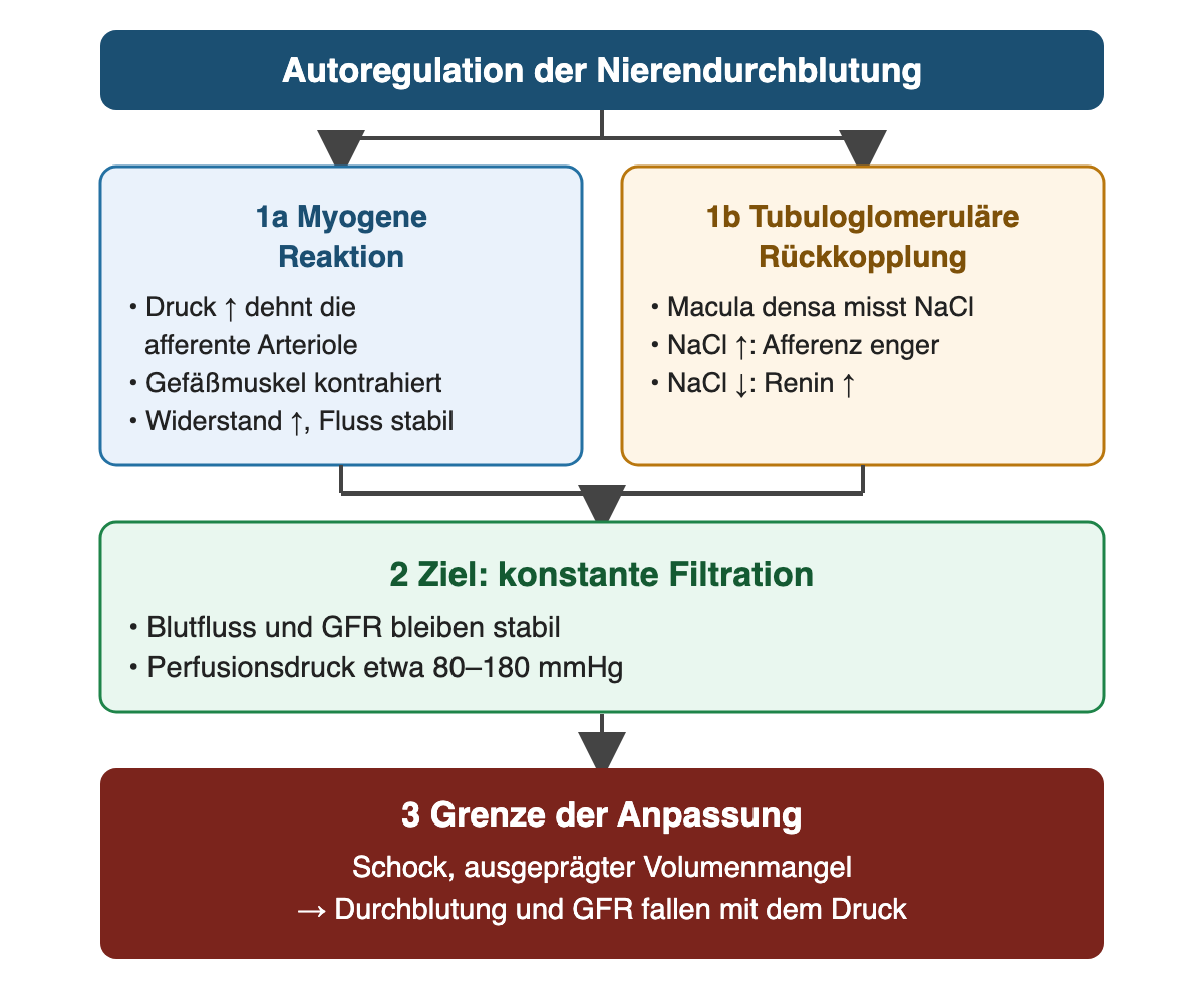 Die myogene Reaktion der afferenten Arteriole und die tubuloglomeruläre Rückkopplung über die Macula densa halten Blutfluss und GFR bei einem Perfusionsdruck von etwa 80 bis 180 mmHg stabil; bei Schock oder ausgeprägtem Volumenmangel fallen Durchblutung und GFR mit dem Druck.