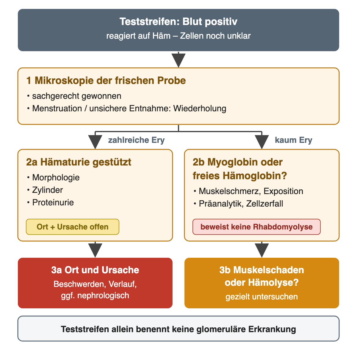 Positives Blutfeld: Mikroskopie der frischen, sachgerecht gewonnenen Probe, bei Menstruation oder unsicherer Entnahme Wiederholung; zahlreiche Erythrozyten stützen eine Hämaturie, dann klären Morphologie, Zylinder, Proteinurie, Beschwerden und Verlauf Ort und Ursache; kaum Erythrozyten lassen an Myoglobin oder freies Hämoglobin denken, Muskelschmerz, Exposition, Präanalytik und Zellzerfall werden beachtet und Muskelschaden oder Hämolyse gezielt untersucht; der Teststreifen allein benennt keine glomeruläre Erkrankung.