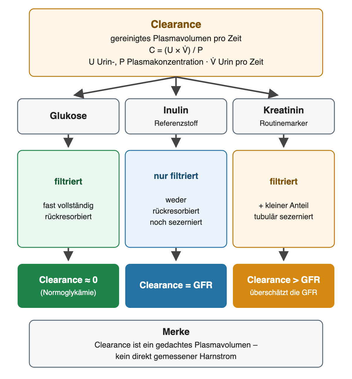 Glukose wird filtriert und fast vollständig rückresorbiert, ihre Clearance ist bei normaler Plasmaglukose nahe null; Inulin wird nur filtriert, seine Clearance entspricht der GFR; Kreatinin wird filtriert und zusätzlich sezerniert, seine Clearance liegt über der GFR.
