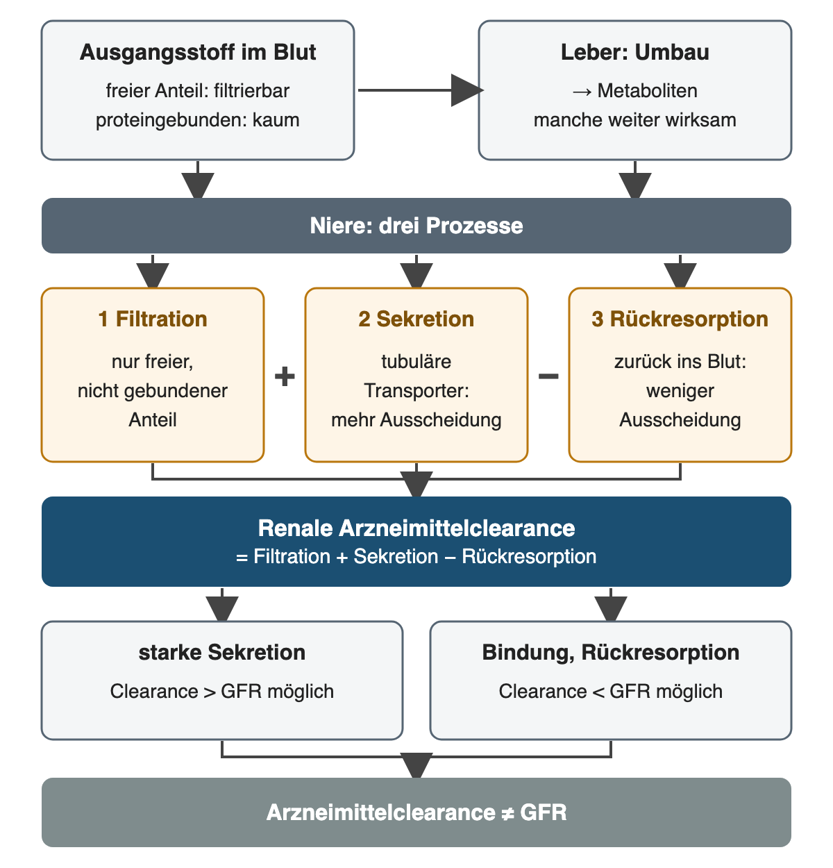 Ausgangsstoff und in der Leber gebildete Metaboliten gelangen zur Niere; filtriert wird nur der freie Anteil, tubuläre Sekretion erhöht und Rückresorption vermindert die Ausscheidung; deshalb kann die renale Arzneimittelclearance über oder unter der GFR liegen.