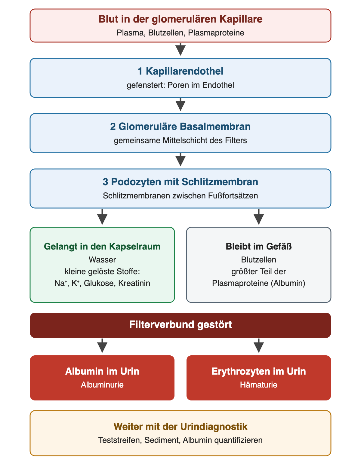 Blut passiert nacheinander Kapillarendothel, glomeruläre Basalmembran und Podozyten mit Schlitzmembran; Wasser und kleine gelöste Stoffe gelangen in den Kapselraum, Blutzellen und der größte Teil der Plasmaproteine bleiben im Gefäß; eine Störung führt zu Albumin oder Erythrozyten im Urin.
