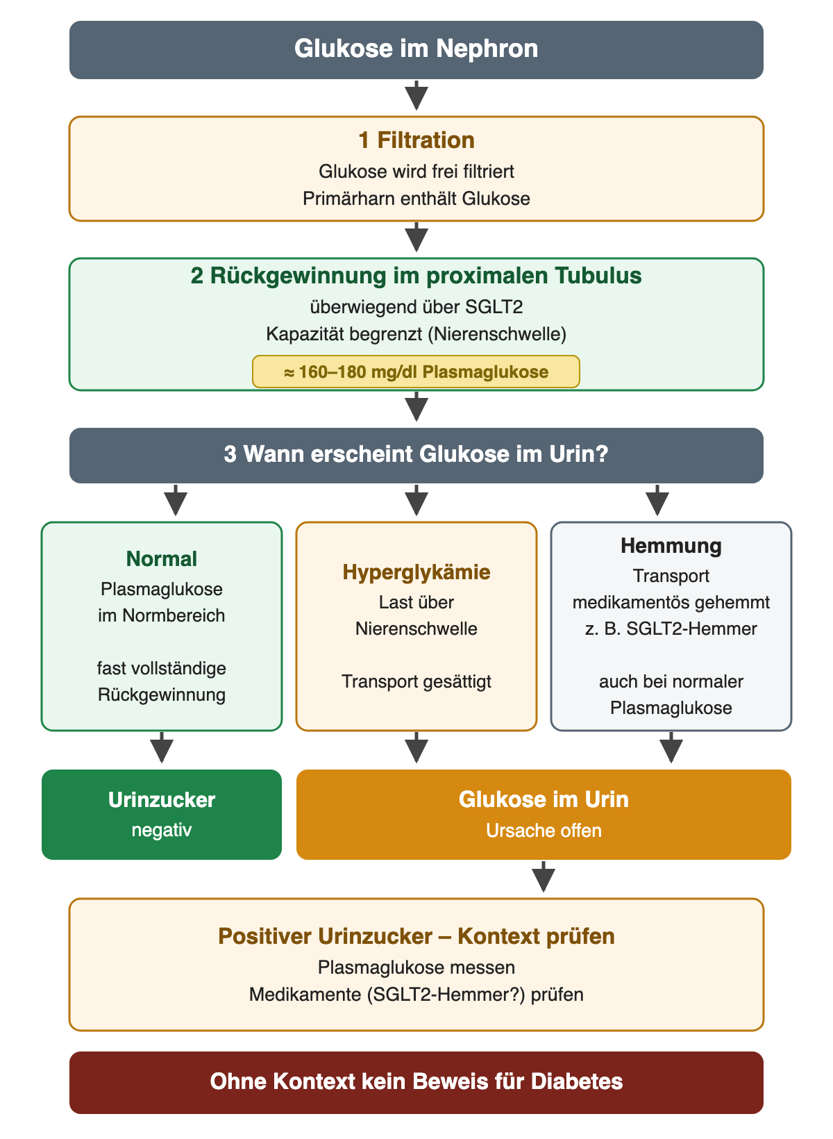 Glukose wird frei filtriert und im proximalen Tubulus überwiegend über SGLT2 zurückgewonnen; bei normaler Plasmaglukose bleibt der Urinzucker negativ, bei Hyperglykämie über der Nierenschwelle oder bei Transporthemmung erscheint Glukose im Urin.