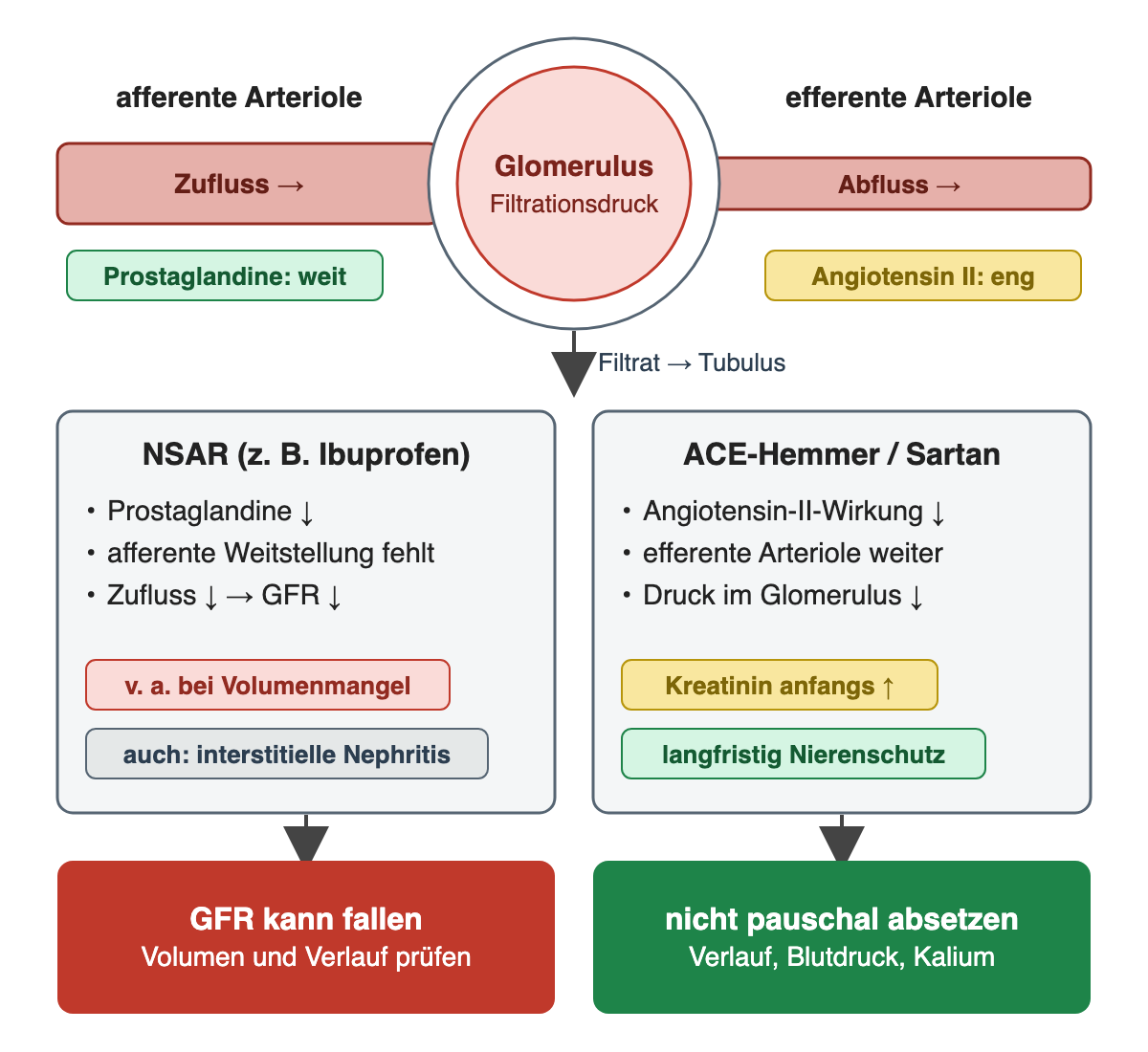 Glomeruläre Hämodynamik: Prostaglandine halten die afferente Arteriole weit, Angiotensin II hält die efferente Arteriole eng; NSAR nehmen besonders bei Volumenmangel die afferente Weitstellung, sodass Zufluss und GFR sinken können; ACE-Hemmer und Sartane weiten die efferente Arteriole, senken den glomerulären Druck, lassen Kreatinin anfangs steigen und schützen langfristig die Niere.