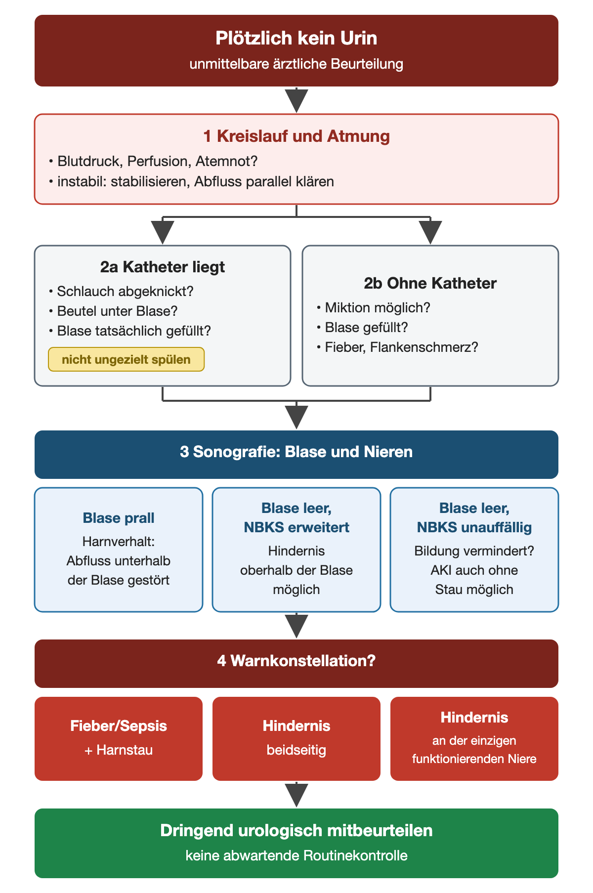 Bei plötzlich fehlendem Urin folgen Kreislaufbeurteilung, Kathetercheck oder Miktionsprüfung, Sonografie von Blase und Nieren und die Prüfung auf Warnkonstellationen, die eine dringende urologische Mitbeurteilung erfordern; bei instabilem Kreislauf laufen Stabilisierung und Abflussklärung parallel.