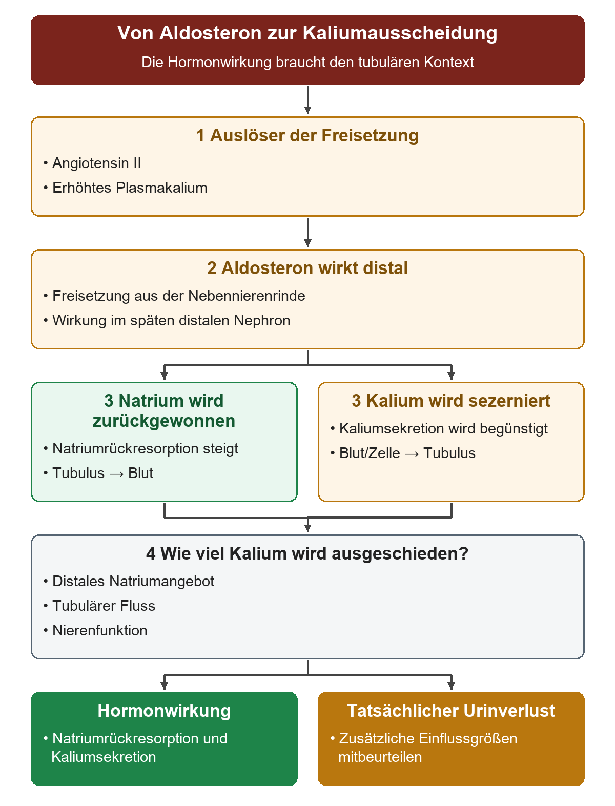 Angiotensin II und erhöhtes Plasmakalium stimulieren Aldosteron aus der Nebennierenrinde; im späten distalen Nephron steigen Natriumrückresorption und Kaliumsekretion, während distales Natriumangebot, Fluss und Nierenfunktion die tatsächliche Kaliumausscheidung mitbestimmen.