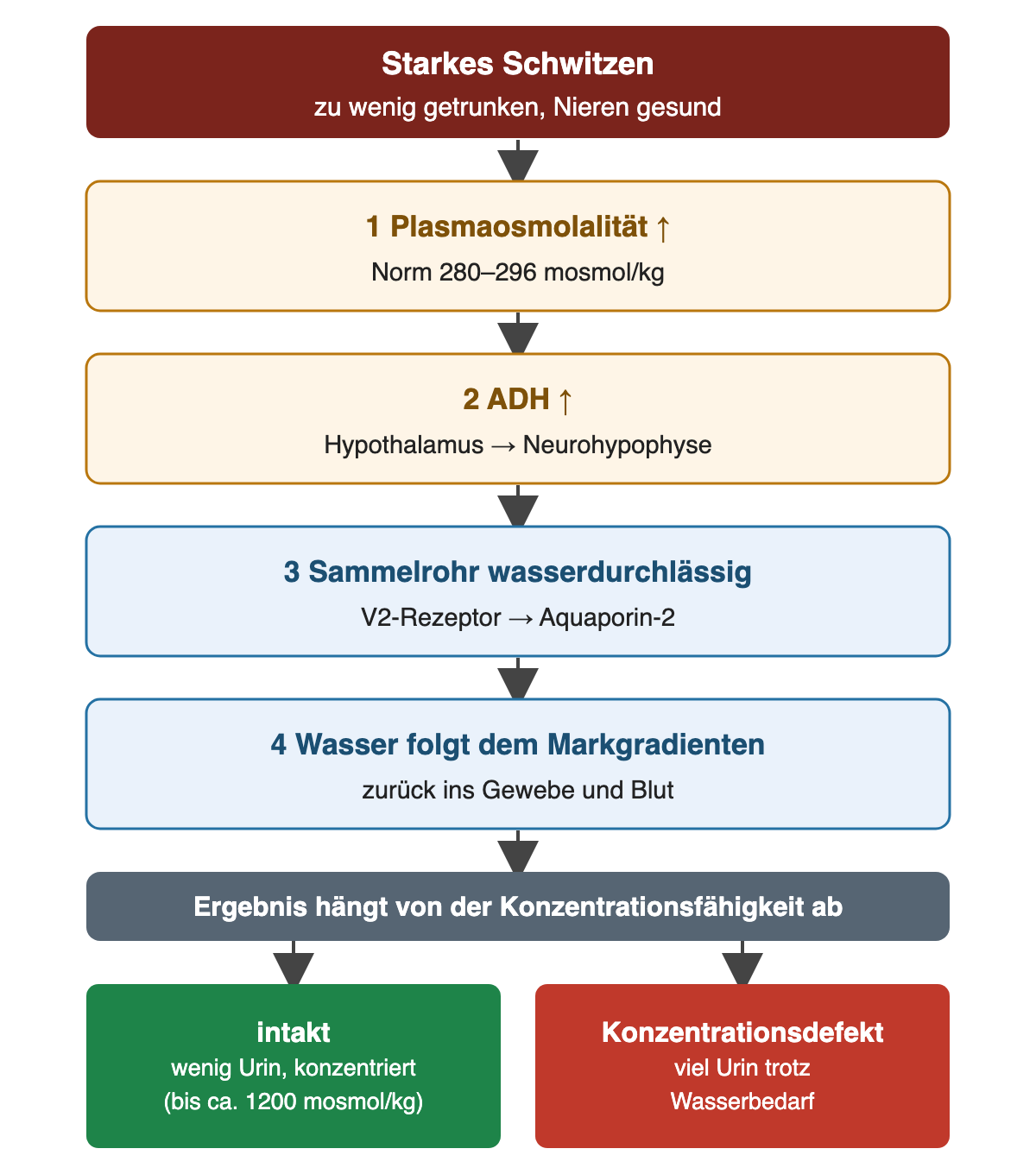Ablauf nach starkem Schwitzen ohne ausreichendes Trinken: Plasmaosmolalität steigt, ADH steigt, das Sammelrohr wird über V2-Rezeptor und Aquaporin-2 wasserdurchlässig, Wasser folgt dem Markgradienten zurück ins Blut; bei intakter Konzentrationsfähigkeit entsteht wenig konzentrierter Urin bis etwa 1200 mosmol/kg, bei einem Konzentrationsdefekt viel Urin trotz Wasserbedarf.