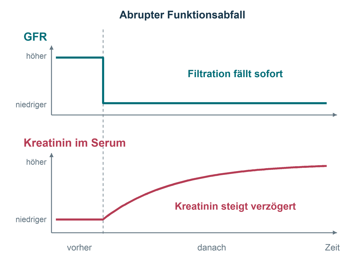 Qualitativer Zeitverlauf: Die GFR fällt abrupt, während Kreatinin erst verzögert ansteigt.
