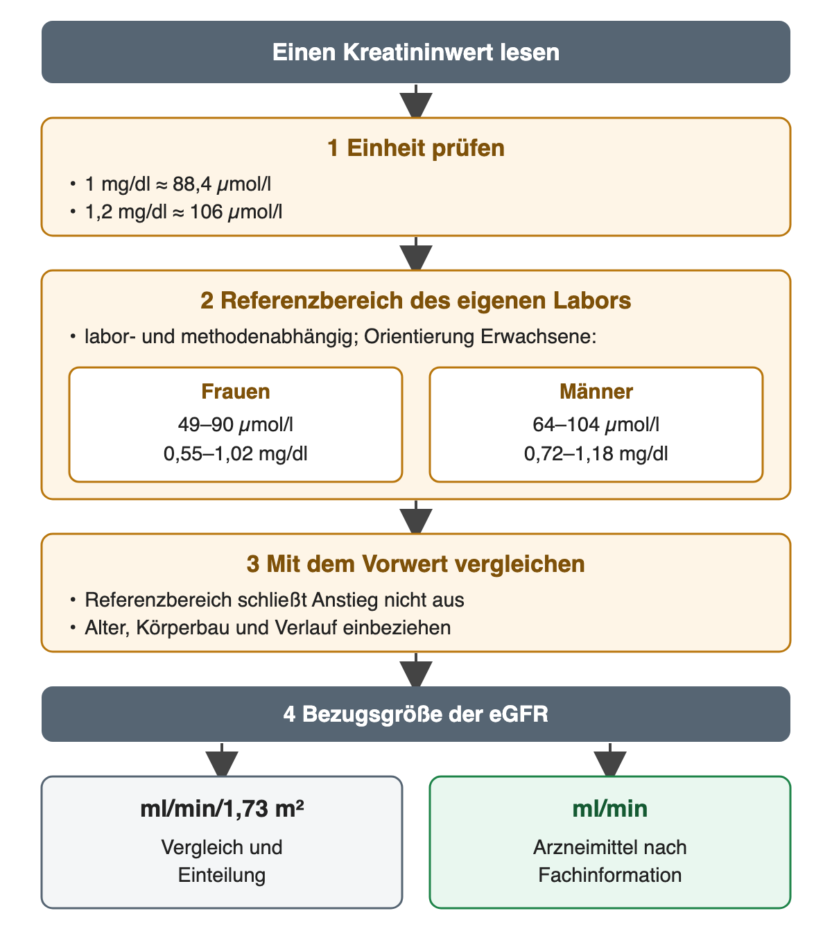 Vier Schritte beim Lesen eines Kreatininwerts: Einheit prüfen, Referenzbereich des eigenen Labors mit Orientierungswerten für Frauen und Männer, Vergleich mit dem Vorwert und Bezugsgröße der eGFR.