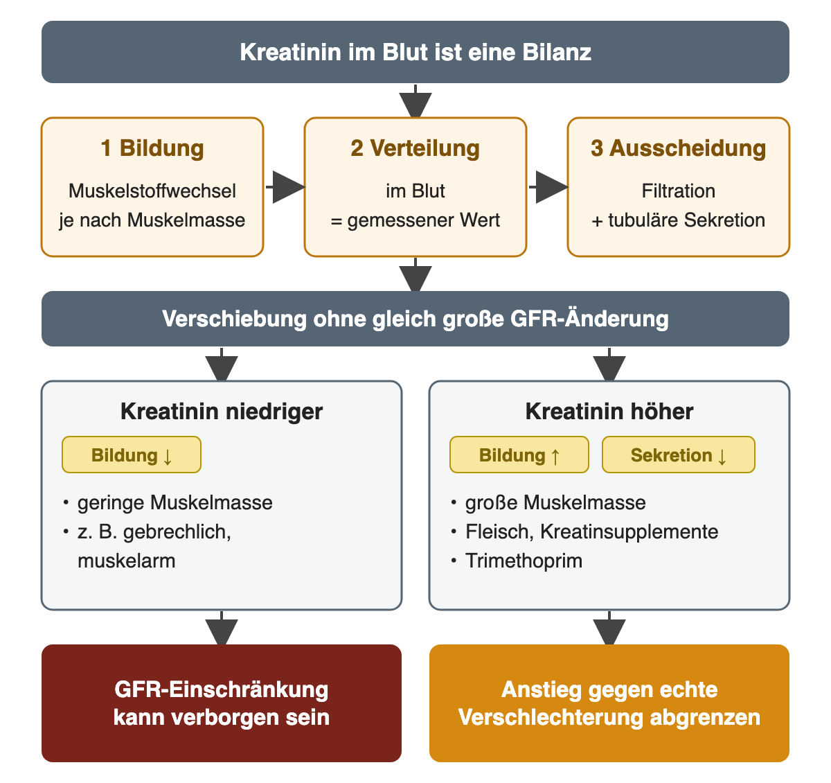 Kreatinin im Blut ergibt sich aus Bildung im Muskel, Verteilung und Ausscheidung durch Filtration und tubuläre Sekretion; geringe Muskelmasse senkt den Wert, große Muskelmasse, Fleisch, Kreatinsupplemente und Trimethoprim erhöhen ihn ohne gleich große GFR-Änderung.