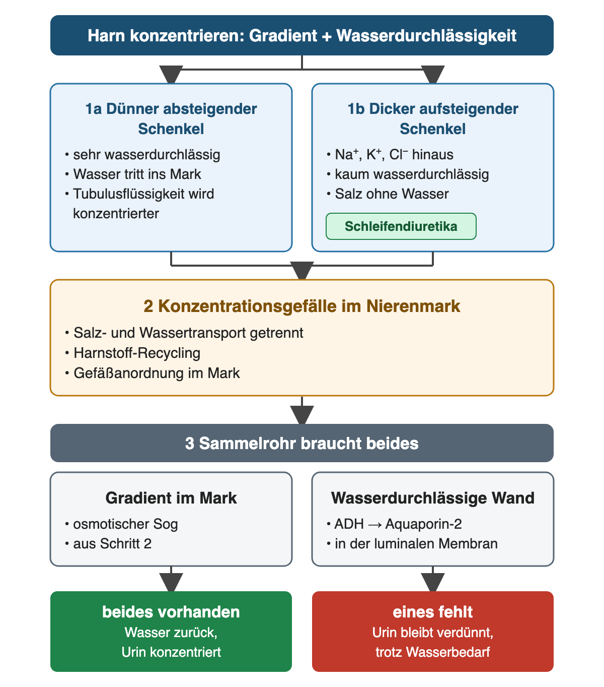 Der dünne absteigende Schenkel gibt Wasser ab, der dicke aufsteigende Schenkel transportiert Natrium, Kalium und Chlorid ohne Wasser; mit Harnstoff-Recycling und Gefäßanordnung entsteht das Konzentrationsgefälle im Mark; das Sammelrohr braucht dieses Gefälle und eine durch ADH und Aquaporin-2 wasserdurchlässige Wand; nur wenn beides vorhanden ist, wird der Urin konzentriert.