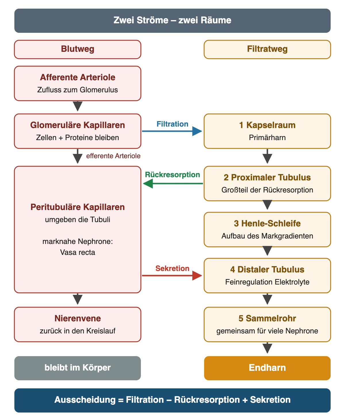 Links der Blutweg von der afferenten Arteriole über die glomerulären und peritubulären Kapillaren zur Nierenvene, rechts der Filtratweg vom Kapselraum über proximalen Tubulus, Henle-Schleife und distalen Tubulus zum Sammelrohr; Pfeile zeigen Filtration, Rückresorption und Sekretion.