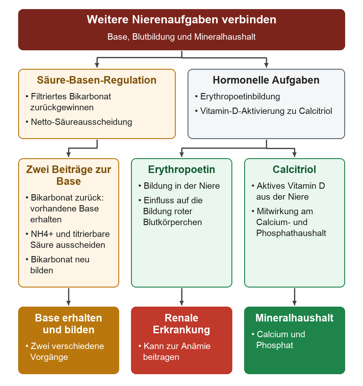 Links führen Bikarbonatrückgewinnung und Netto-Säureausscheidung zu Erhalt und Neubildung von Base; rechts verzweigen die hormonellen Aufgaben in Erythropoetin für die Bildung roter Blutkörperchen und aktives Calcitriol für den Calcium- und Phosphathaushalt.