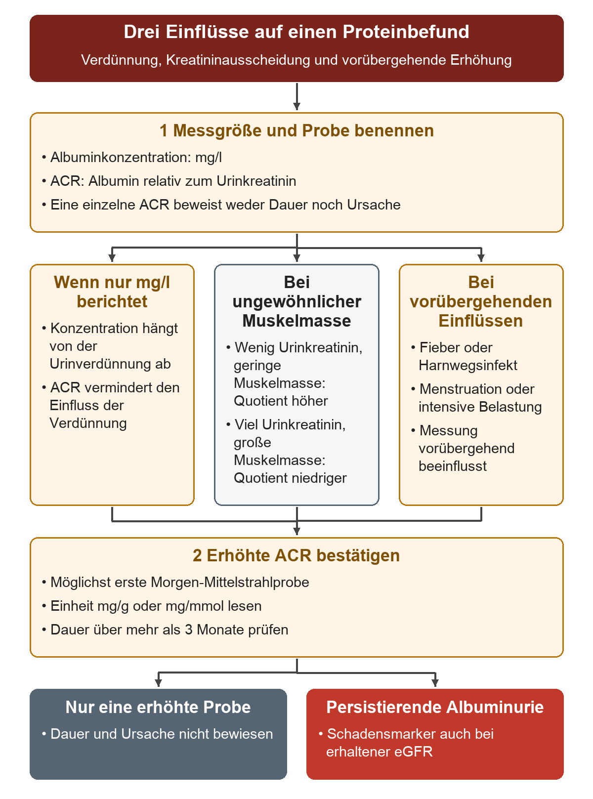 Nach Benennung von Messgröße und Probe werden drei Einflussgruppen getrennt: Verdünnung, Kreatininausscheidung bei ungewöhnlicher Muskelmasse und vorübergehende Einflüsse. Eine erhöhte ACR wird bestätigt und die Dauer gesondert geprüft.