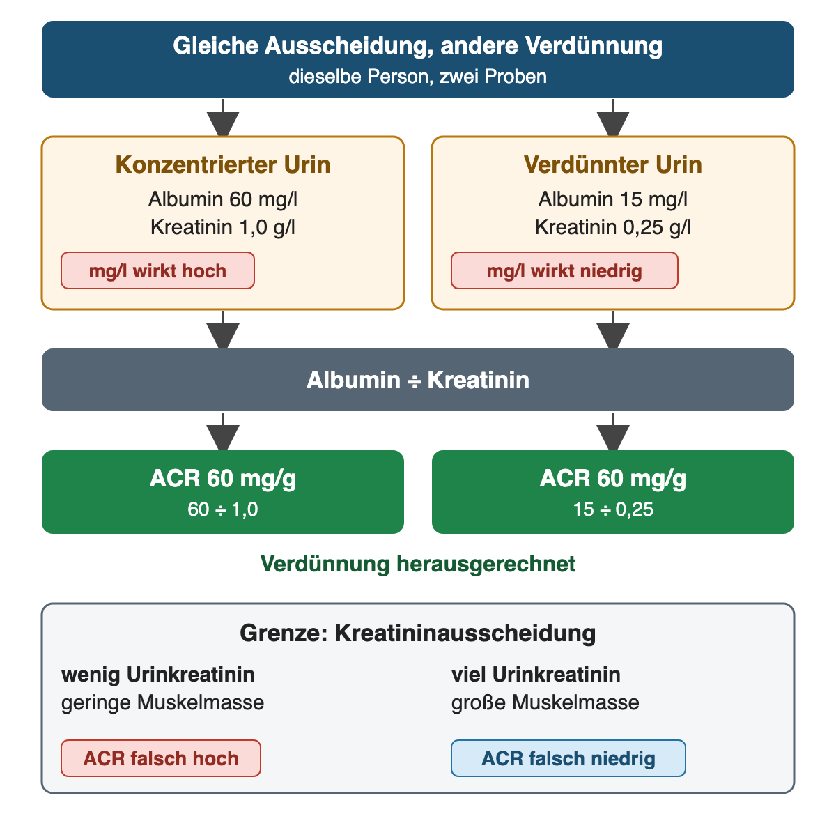 Zwei Proben derselben Person: konzentrierter Urin mit 60 mg/l Albumin und 1,0 g/l Kreatinin sowie verdünnter Urin mit 15 mg/l Albumin und 0,25 g/l Kreatinin; die Konzentration in mg/l täuscht, der Quotient ergibt in beiden Fällen 60 mg/g. Darunter die Grenze: wenig Urinkreatinin bei geringer Muskelmasse ergibt eine falsch hohe, viel Urinkreatinin bei großer Muskelmasse eine falsch niedrige ACR.