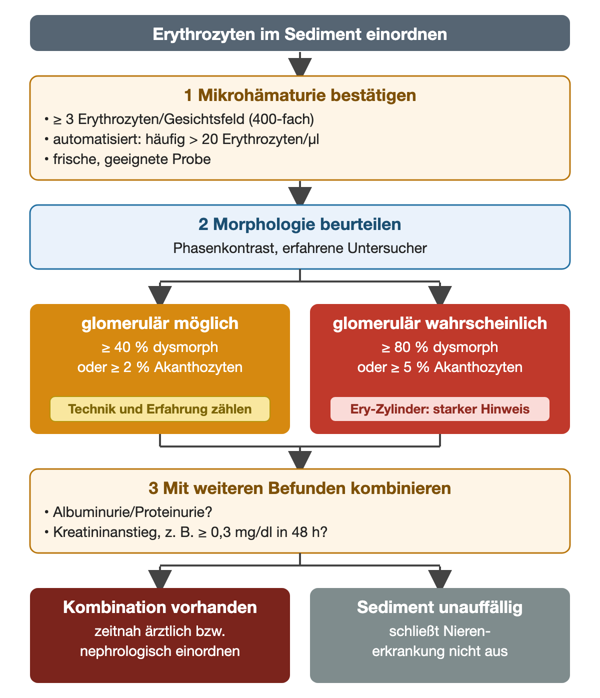 Erythrozyten im Sediment stufenweise einordnen: Mikrohämaturie ab 3 Erythrozyten pro Gesichtsfeld bestätigen, Morphologie beurteilen (glomerulär möglich ab 40 Prozent dysmorph oder 2 Prozent Akanthozyten, wahrscheinlich ab 80 Prozent oder 5 Prozent), dann mit Proteinurie und Kreatininanstieg kombinieren; die Kombination verlangt zeitnahe nephrologische Einordnung, ein unauffälliges Sediment schließt Nierenerkrankung nicht aus.