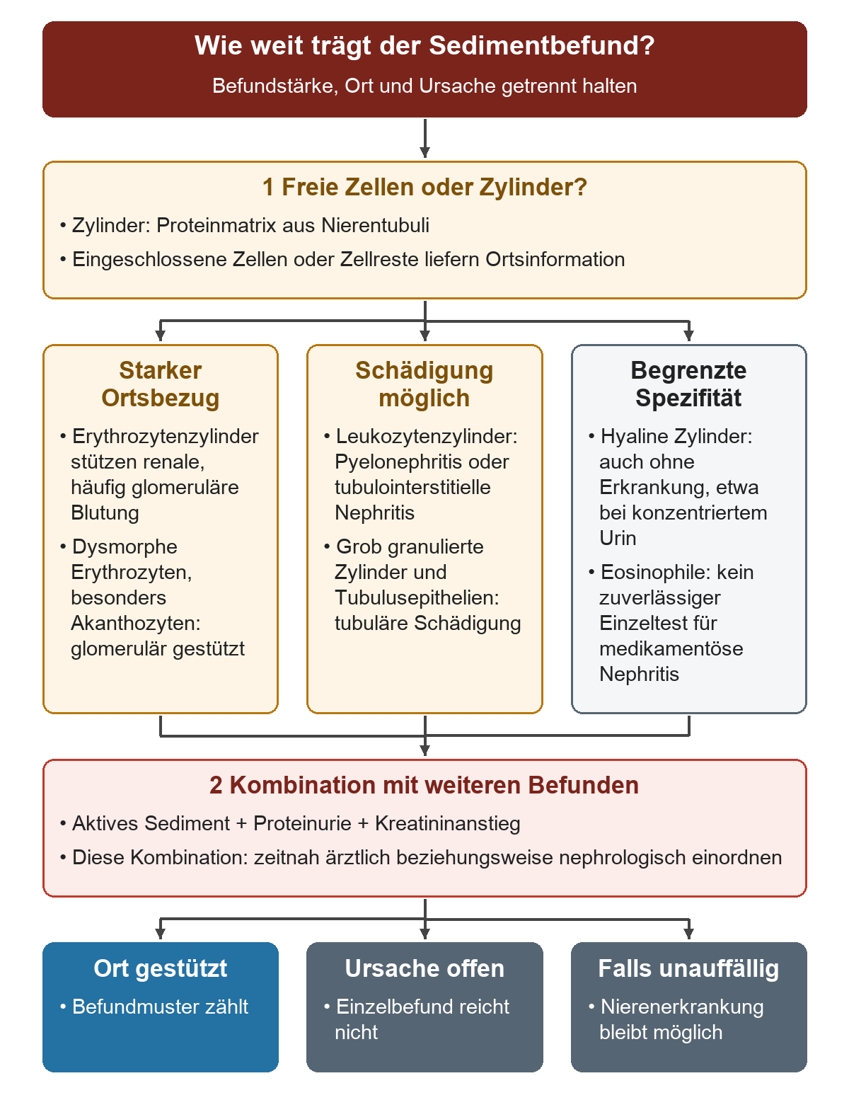 Zylinderbildung wird zuerst von freien Zellen unterschieden. Drei Befundgruppen zeigen starken Ortsbezug, mögliche Schädigung und geringe Spezifität; anschließend werden aktives Sediment, Proteinurie und Kreatininanstieg zusammengeführt.
