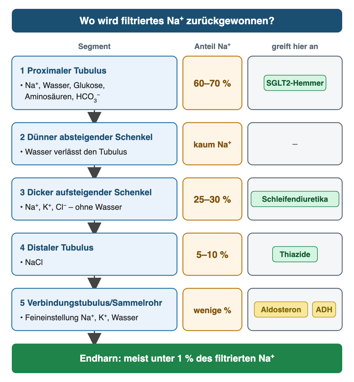 Fünf Tubulusabschnitte nacheinander mit ihrem Anteil an der Natriumrückresorption und ihren Angriffspunkten: proximaler Tubulus 60 bis 70 Prozent mit SGLT2-Hemmern, dünner absteigender Schenkel kaum Natrium, dicker aufsteigender Schenkel 25 bis 30 Prozent mit Schleifendiuretika, distaler Tubulus 5 bis 10 Prozent mit Thiaziden, Verbindungstubulus und Sammelrohr wenige Prozent unter Aldosteron und ADH; im Endharn erscheint meist unter 1 Prozent des filtrierten Natriums.