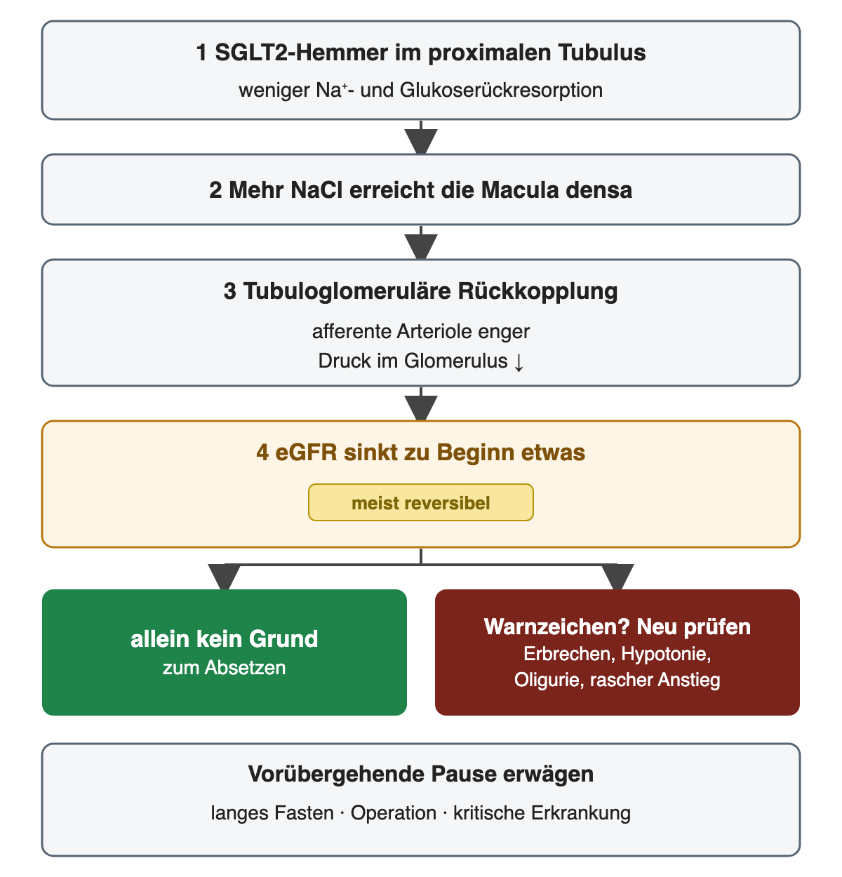 SGLT2-Hemmer vermindern im proximalen Tubulus die Natrium- und Glukoserückresorption; mehr NaCl erreicht die Macula densa, über die tubuloglomeruläre Rückkopplung verengt sich die afferente Arteriole und der glomeruläre Druck sinkt; die eGFR fällt zu Beginn meist reversibel etwas ab, was allein kein Absetzgrund ist; Warnzeichen verlangen eine neue Prüfung; bei langem Fasten, Operation oder kritischer Erkrankung kann eine Pause erwogen werden.