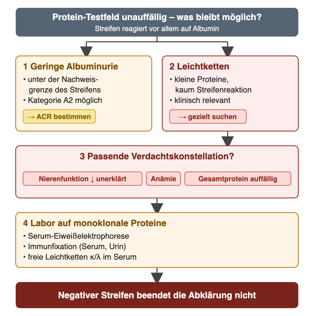 Entscheidungsweg bei unauffälligem Protein-Testfeld: Es bleiben zwei Möglichkeiten, eine geringe Albuminurie unter der Nachweisgrenze, die mit der ACR erfasst wird, und Leichtketten mit kaum Streifenreaktion; bei passender Verdachtskonstellation aus unerklärter Nierenfunktionsverschlechterung, Anämie und auffälligem Gesamtprotein folgt Labor auf monoklonale Proteine mit Serum-Eiweißelektrophorese, Immunfixation und freien Leichtketten im Serum.