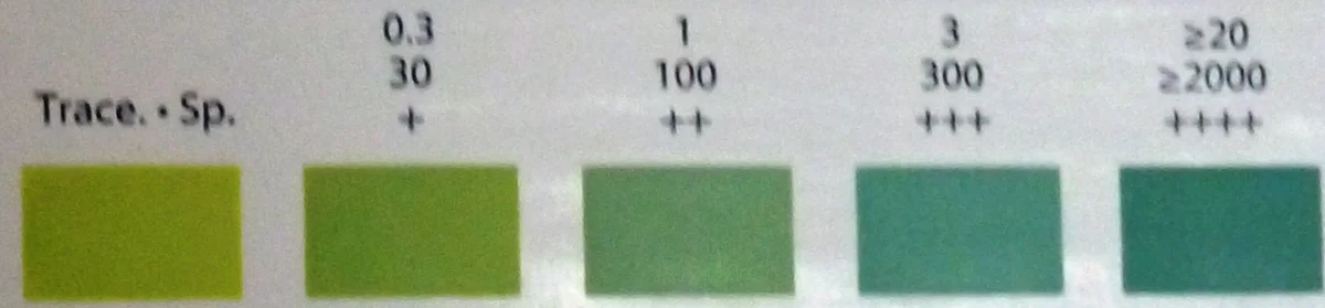 Fotografierte Farbskala des Protein-Testfelds eines Urinteststreifens von „Spur“ bis „++++“: „+“ bei 0,3 g/l beziehungsweise 30 mg/dl, „++“ bei 1 g/l (100 mg/dl), „+++“ bei 3 g/l (300 mg/dl) und „++++“ ab 20 g/l (2000 mg/dl); die Felder werden von gelbgrün nach blaugrün dunkler.