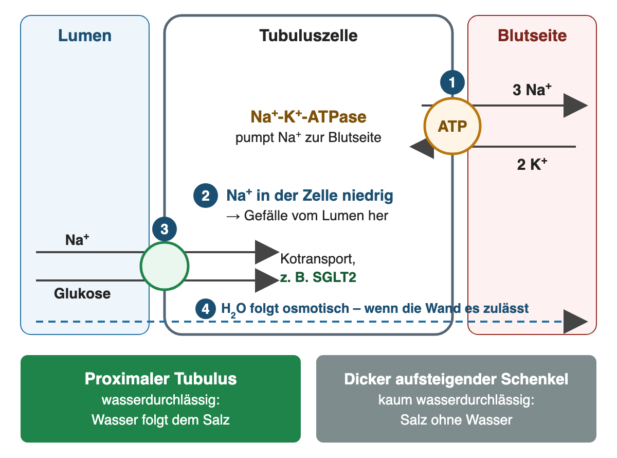 Die Natrium-Kalium-ATPase an der Blutseite pumpt drei Natriumionen hinaus und zwei Kaliumionen hinein; dadurch bleibt Natrium in der Zelle niedrig, Natrium strömt vom Lumen aus ein und nimmt über Kotransporter wie SGLT2 Glukose mit; Wasser folgt nur bei wasserdurchlässiger Wand, im proximalen Tubulus ja, im dicken aufsteigenden Schenkel kaum.