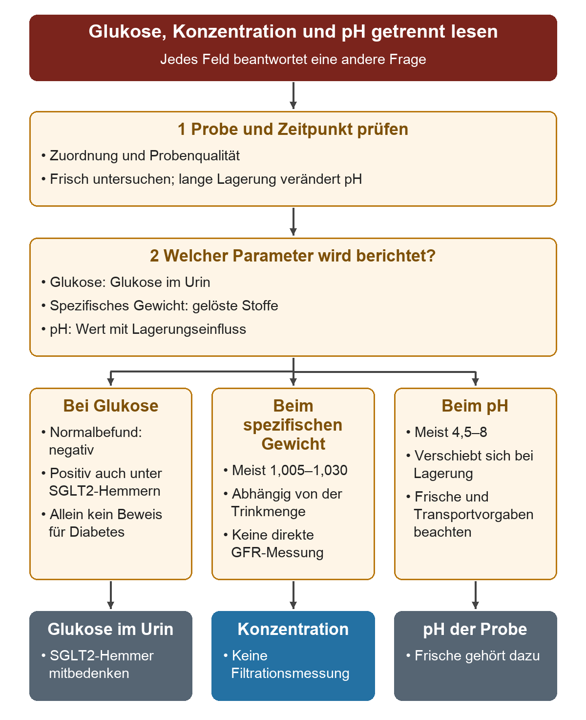 Von Probenqualität und Testfeld führen drei Wege zu Glukose, spezifischem Gewicht und pH: Normalbefunde, SGLT2-Hemmer, Trinkmenge und Lagerung begrenzen jeweils die Aussage.