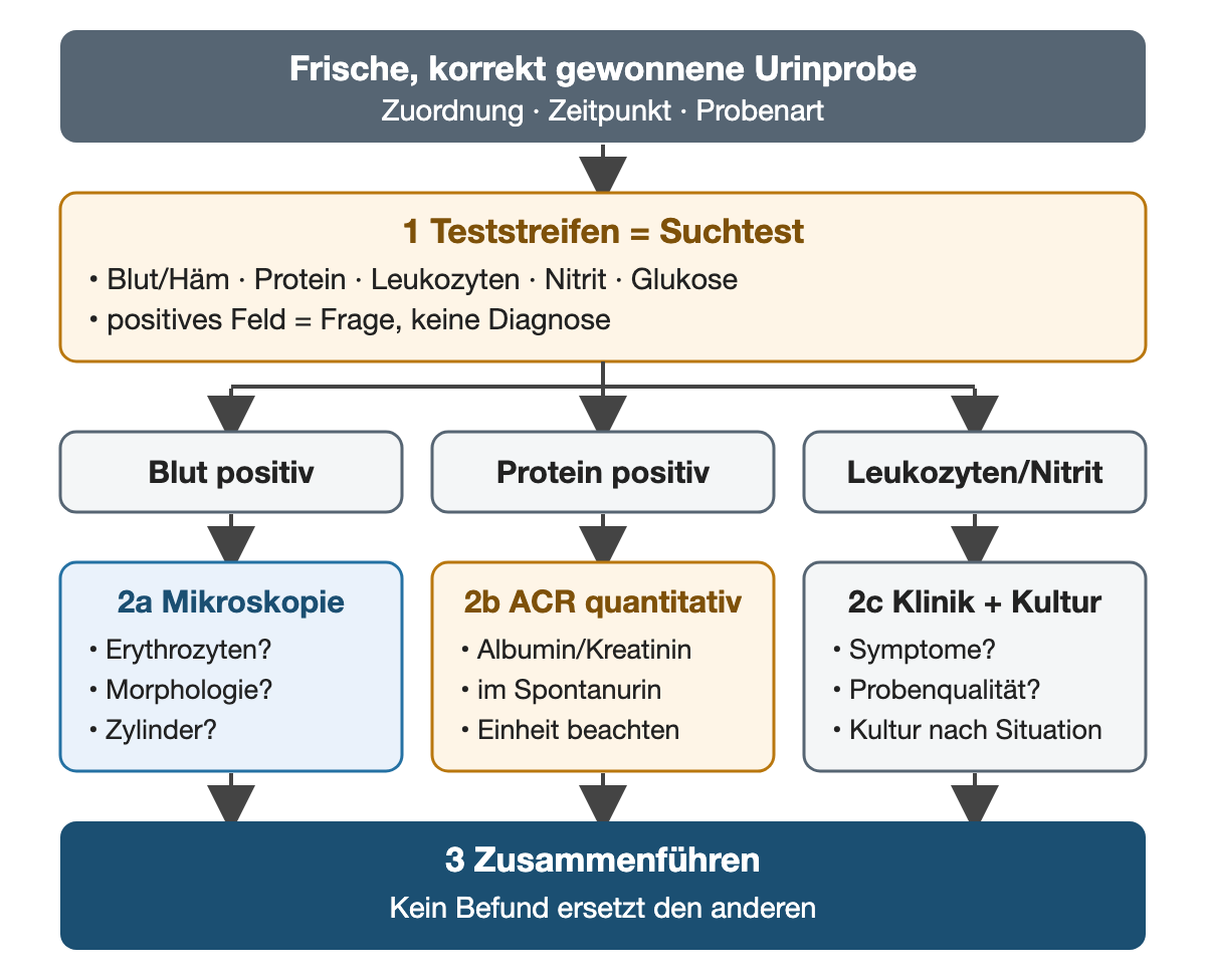 Von der frischen Probe führt der Teststreifen als Suchtest zu drei gezielten Bestätigungswegen: Mikroskopie bei positivem Blutfeld, quantitative ACR bei positivem Protein und Klinik mit gegebenenfalls Kultur bei Leukozyten oder Nitrit.