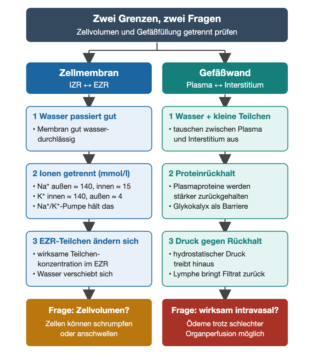 Zwei Spalten: Die Zellmembran trennt IZR und EZR, ist gut wasserdurchlässig und hält Natrium außen (etwa 140 mmol/l, innen etwa 15) und Kalium innen (etwa 140 mmol/l, außen etwa 4) über die Natrium-Kalium-Pumpe getrennt; ändern sich die wirksamen Teilchen im EZR, verschiebt sich Wasser und Zellen können schrumpfen oder anschwellen. Die Gefäßwand trennt Plasma und Interstitium; Wasser und kleine Teilchen tauschen aus, Plasmaproteine und Glykokalyx halten zurück, hydrostatischer Druck treibt hinaus und Lymphe bringt Filtrat zurück; Ödeme sind trotz schlechter Organperfusion möglich.