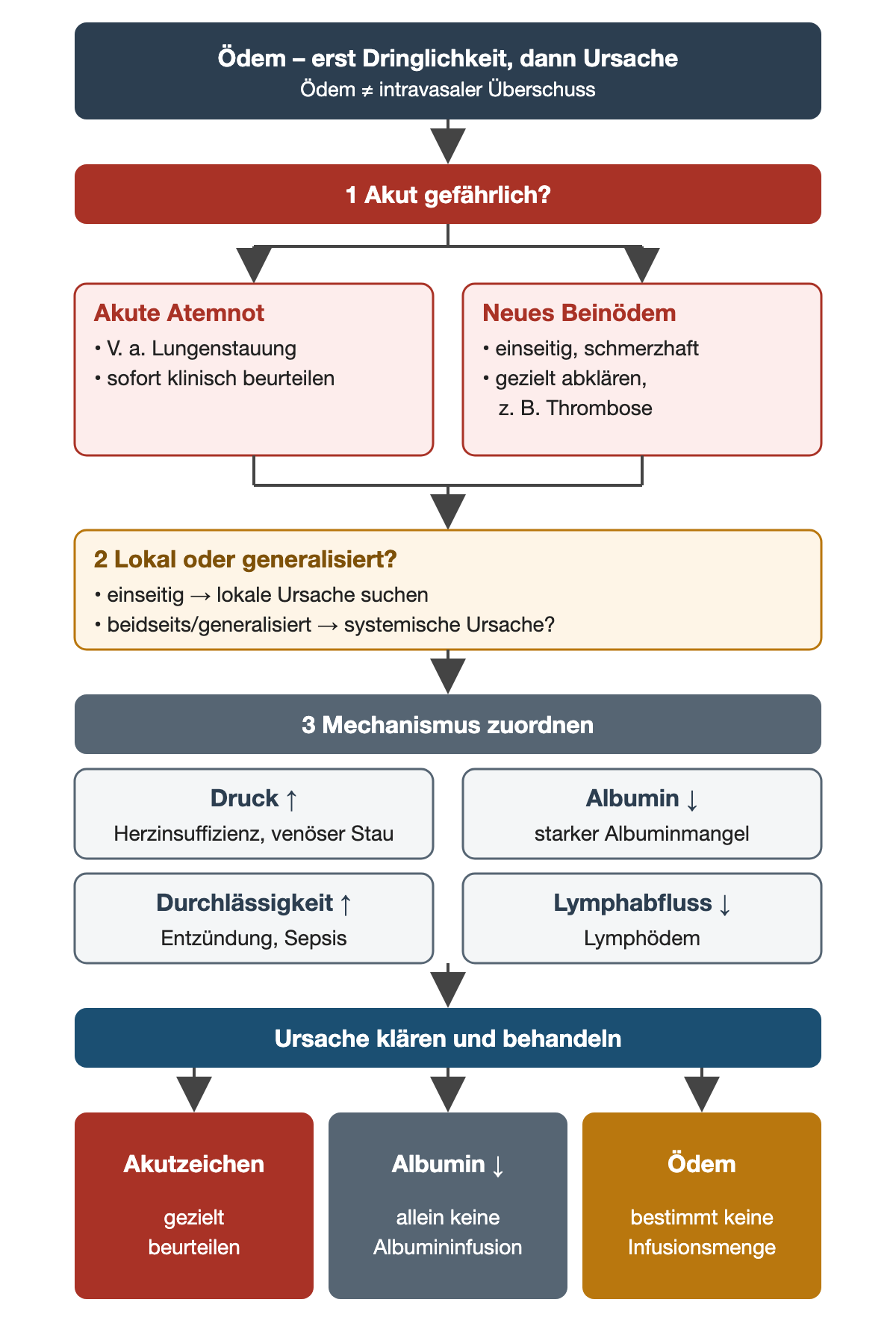 Ablauf in drei Schritten: Zuerst akute Gefahr prüfen – akute Atemnot bei Verdacht auf Lungenstauung sofort klinisch beurteilen, neues einseitiges schmerzhaftes Beinödem gezielt abklären, etwa auf Thrombose. Dann lokal oder generalisiert unterscheiden. Danach den Mechanismus zuordnen: Druck erhöht bei Herzinsuffizienz oder venösem Stau, Albumin vermindert bei starkem Albuminmangel, Durchlässigkeit erhöht bei Entzündung oder Sepsis, Lymphabfluss vermindert beim Lymphödem. Unten: Akutzeichen gezielt beurteilen, niedriges Albumin allein ist keine Indikation zur Albumininfusion, das Ödem bestimmt keine Infusionsmenge.