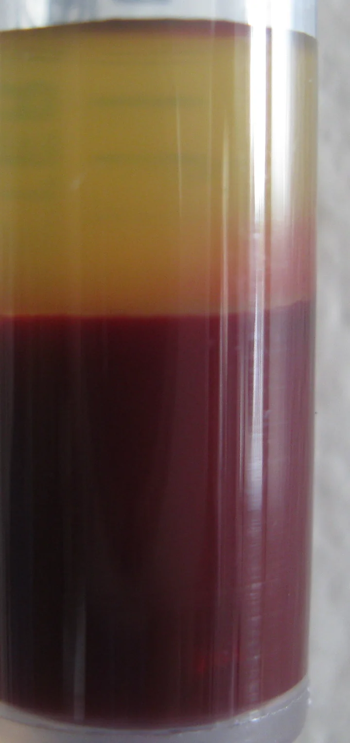 Ungerinnbar gemachtes Blut in einer Spritze nach dem Absetzen der Zellen: oben eine gelbliche, klare Plasmaschicht, darunter eine dunkelrote Schicht aus Blutzellen.