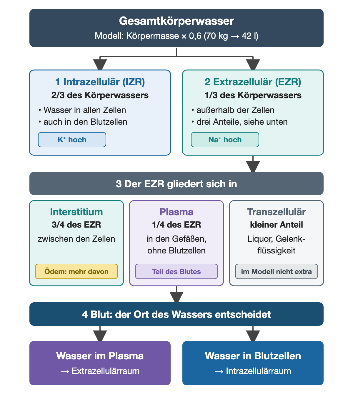 Klassifikationsdiagramm: Gesamtkörperwasser teilt sich in zwei Drittel intrazellulär mit hohem Kalium und ein Drittel extrazellulär mit hohem Natrium. Der Extrazellulärraum gliedert sich in Interstitium (drei Viertel), Plasma (ein Viertel) und kleine transzelluläre Flüssigkeiten. Im Blut gehört Plasmawasser zum Extrazellulärraum, Wasser in Blutzellen zum Intrazellulärraum.