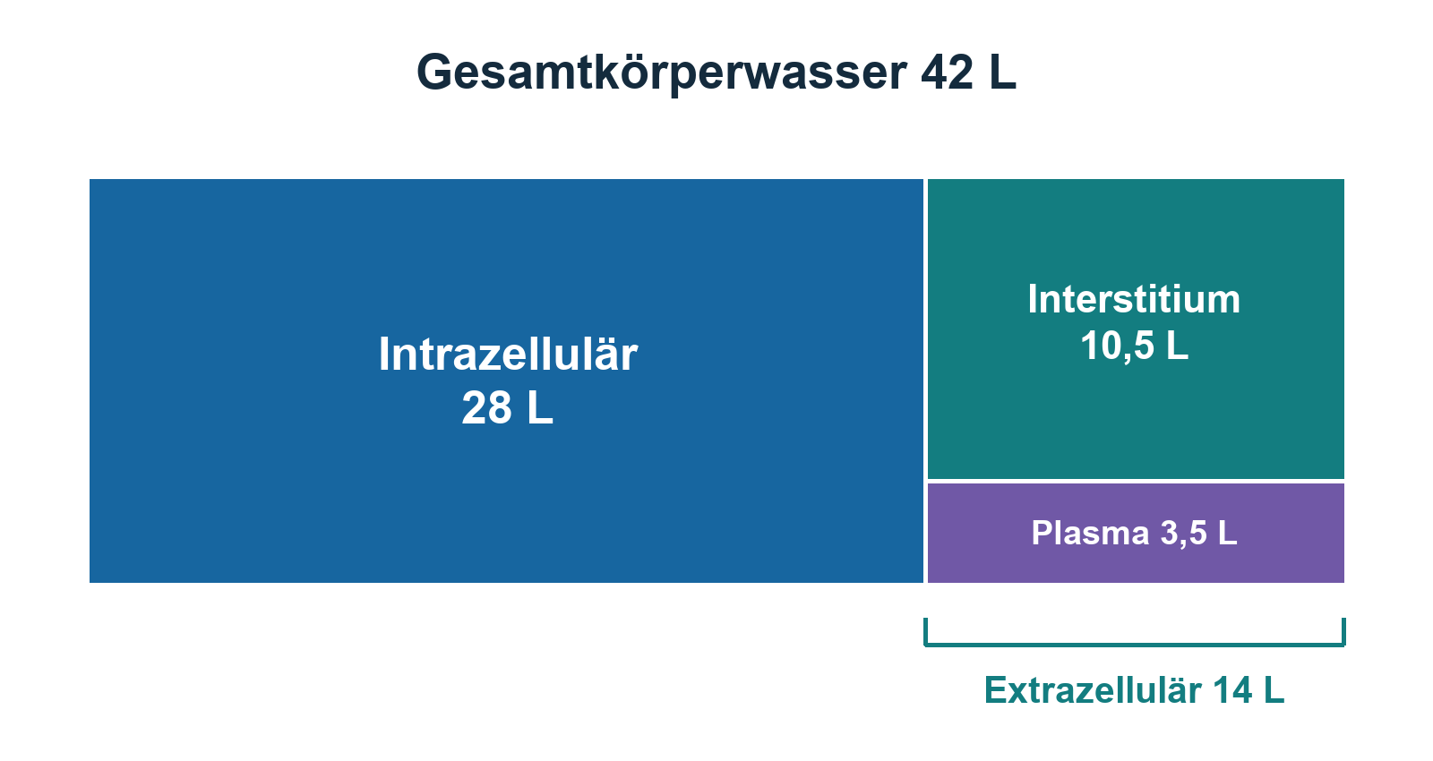 Proportionale Aufteilung von 42 Litern Körperwasser in 28 Liter intrazellulär und 14 Liter extrazellulär; der Extrazellulärraum enthält 10,5 Liter Interstitium und 3,5 Liter Plasma.