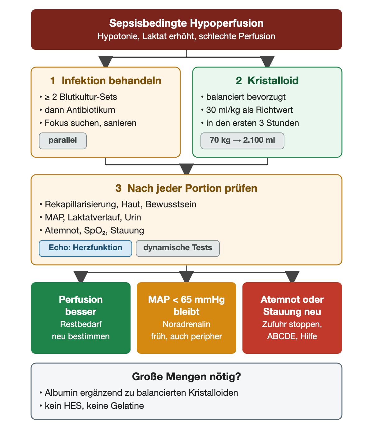 Sepsisbedingte Hypoperfusion teilt sich in zwei parallele Wege: Infektion behandeln mit mindestens zwei Blutkultur-Sets, dann Antibiotikum und Fokussanierung; balanciertes Kristalloid mit 30 ml/kg als Richtwert in den ersten drei Stunden, bei 70 kg 2.100 ml. Nach jeder Portion Rekapillarisierung, Haut, Bewusstsein, MAP, Laktatverlauf, Urin, Atemnot, Sättigung und Stauung prüfen, ergänzt durch Echo und dynamische Tests. Drei Ergebnisse: Perfusion besser, Restbedarf neu bestimmen; MAP bleibt unter 65 mmHg, früh Noradrenalin auch peripher; Atemnot oder Stauung neu, Zufuhr stoppen und Hilfe. Unten: bei großen Mengen Albumin ergänzend, kein HES, keine Gelatine.