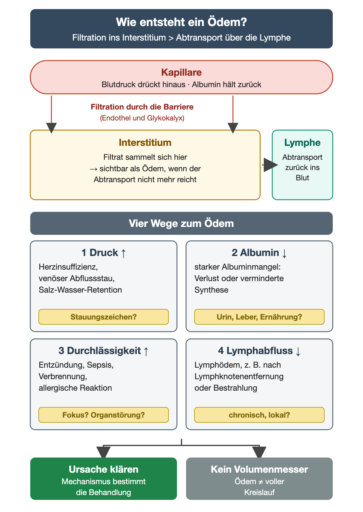 Oben eine Kapillare: Der Blutdruck drückt Flüssigkeit hinaus, Albumin hält sie zurück. Filtration durch Endothel und Glykokalyx führt ins Interstitium; von dort transportiert die Lymphe Flüssigkeit zurück ins Blut. Ein Ödem wird sichtbar, wenn die Filtration den Abtransport übersteigt. Darunter vier Wege: 1 Druck erhöht, 2 Albumin vermindert, 3 Durchlässigkeit erhöht, 4 Lymphabfluss vermindert, jeweils mit Beispielen und einer nächsten diagnostischen Frage. Unten: Ursache klären; das Ödem ist kein Volumenmesser.