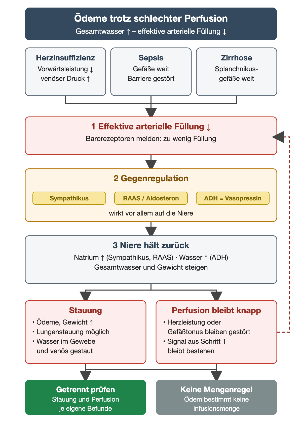 Herzinsuffizienz, Sepsis und Zirrhose führen über verschiedene Wege zu verminderter effektiver arterieller Füllung. Barorezeptoren melden zu wenig Füllung; Sympathikus, Renin-Angiotensin-Aldosteron-System und ADH (Vasopressin) werden aktiviert. Die Niere hält Natrium und Wasser zurück, Gesamtwasser und Gewicht steigen. Daraus folgen Stauung mit Ödemen und möglicher Lungenstauung, während die Perfusion knapp bleibt; ein gestrichelter Pfeil führt zurück zur verminderten Füllung. Unten: Stauung und Perfusion getrennt prüfen; das Ödem bestimmt keine Infusionsmenge.