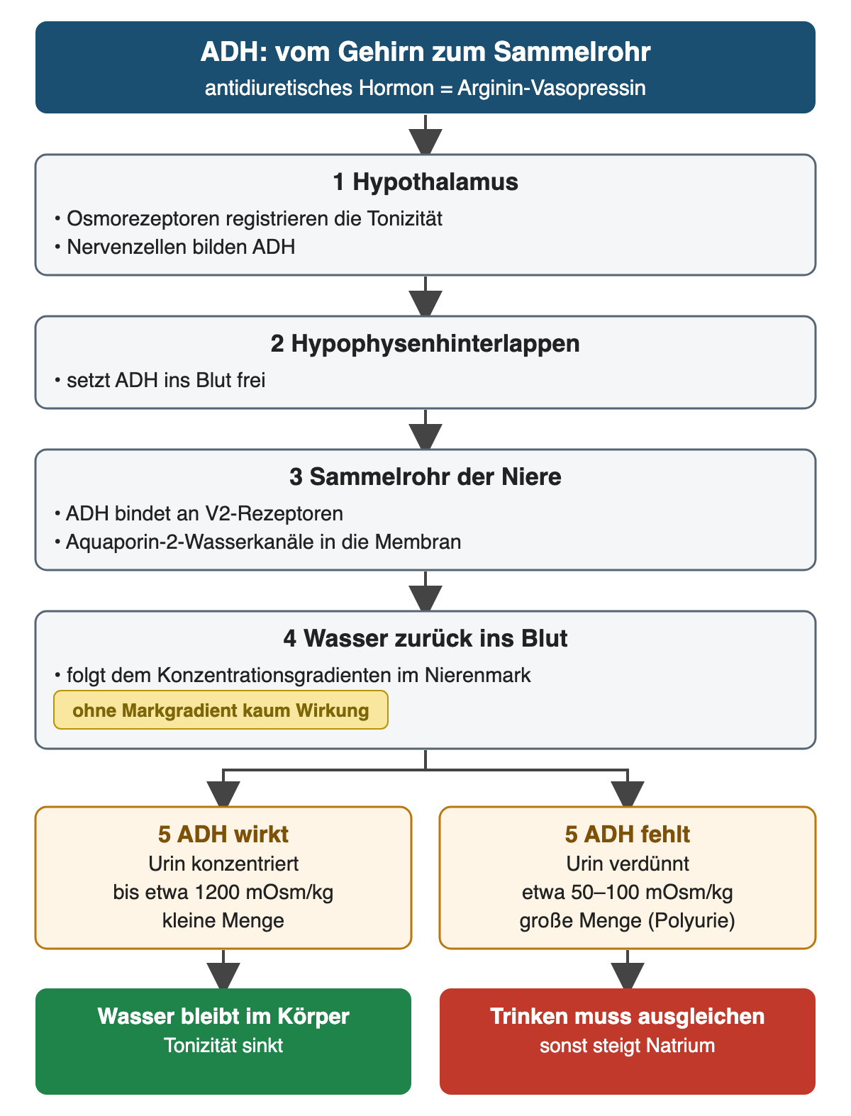 ADH-Weg in vier nummerierten Schritten: Hypothalamus mit Osmorezeptoren und ADH-Bildung, Freisetzung aus dem Hypophysenhinterlappen, Bindung an V2-Rezeptoren mit Einbau von Aquaporin-2 im Sammelrohr, Wasserrückresorption entlang des Markgradienten. Unten der Vergleich: mit ADH konzentrierter Urin bis etwa 1200 mOsm/kg, ohne ADH verdünnter Urin um 50–100 mOsm/kg mit Polyurie.